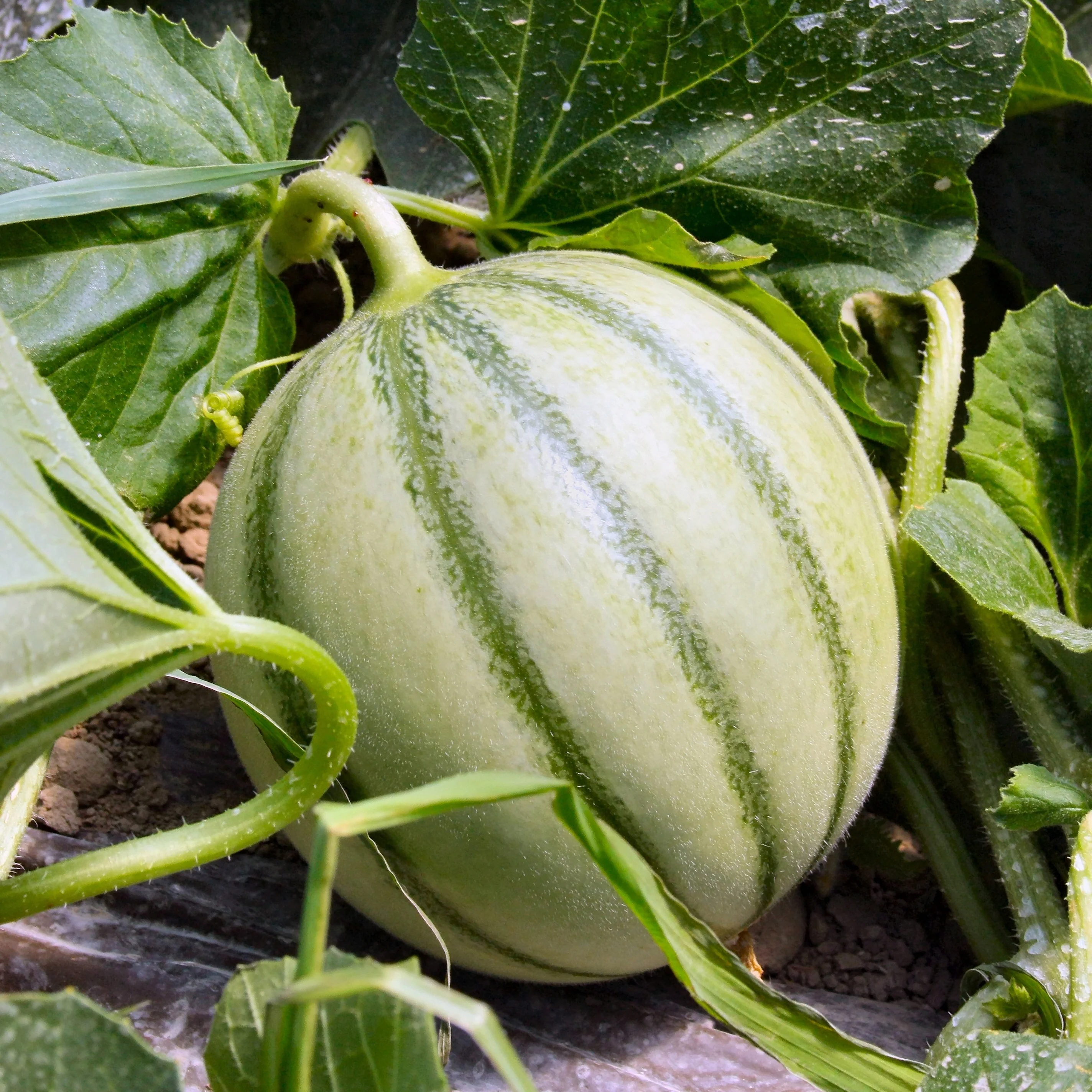 Cantaloupe meloen 'Edgar F1'