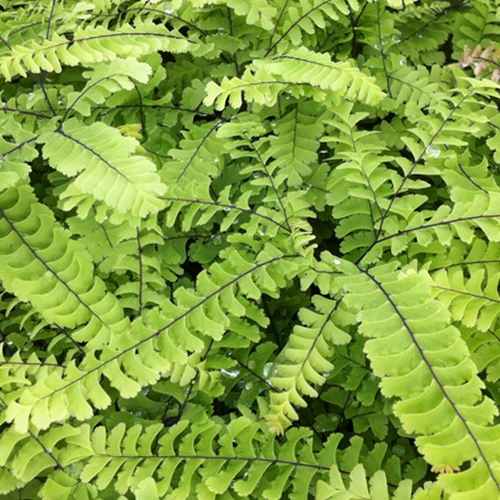 Capillaire Imbricatum