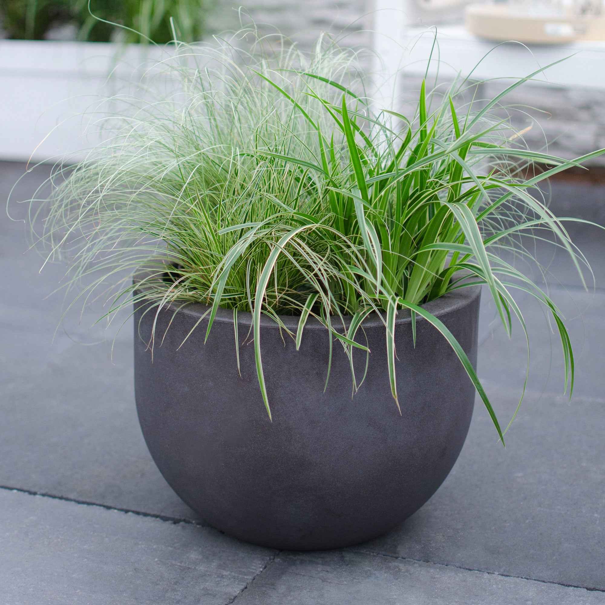 Carex 'Variegata' - Image 2