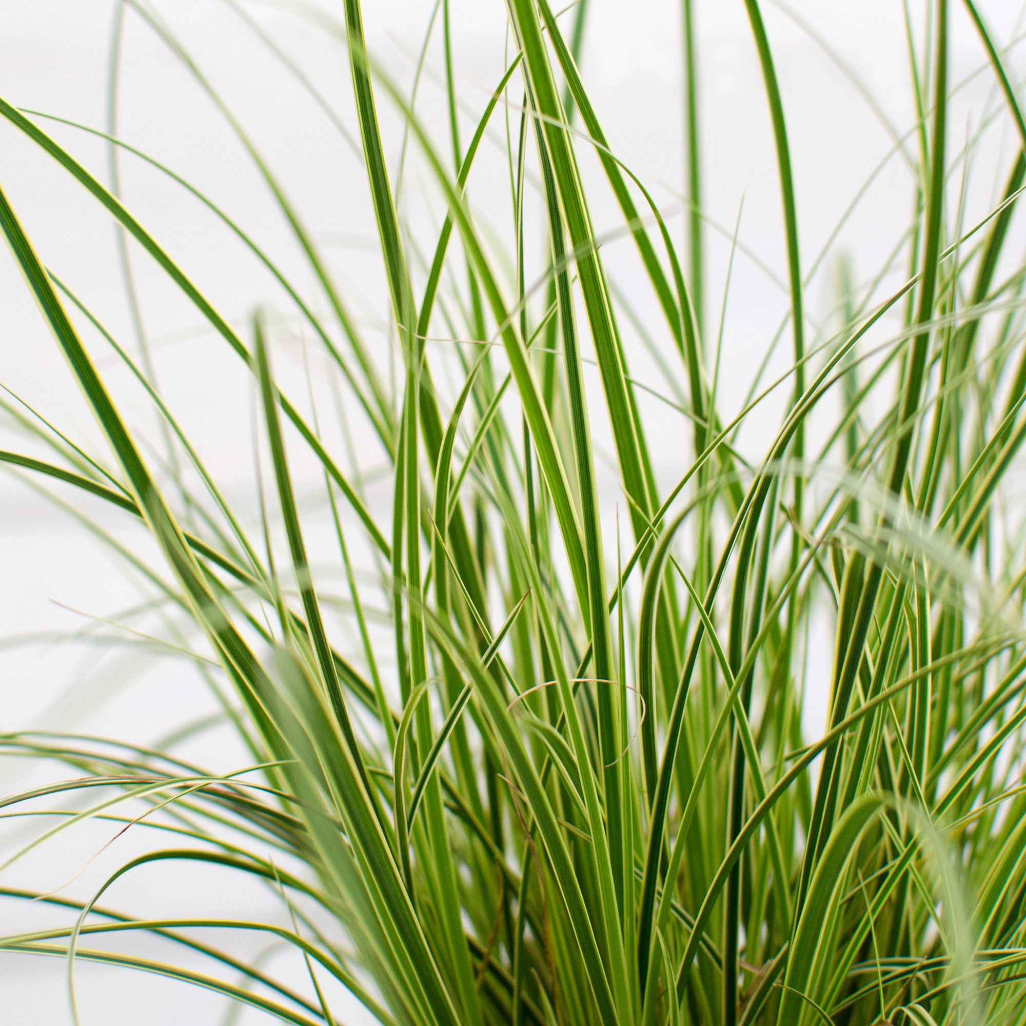 Carex 'Variegata' - Image 3