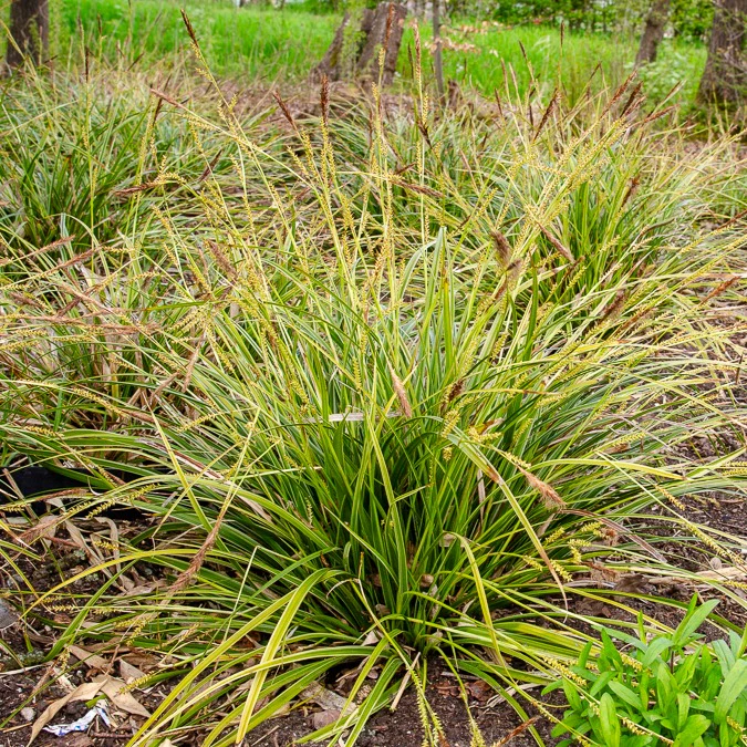 Carex 'Variegata' - Image 4
