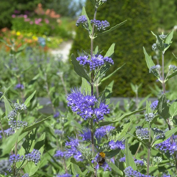 Caryopteris 'Heavenly Blue' - Image 3