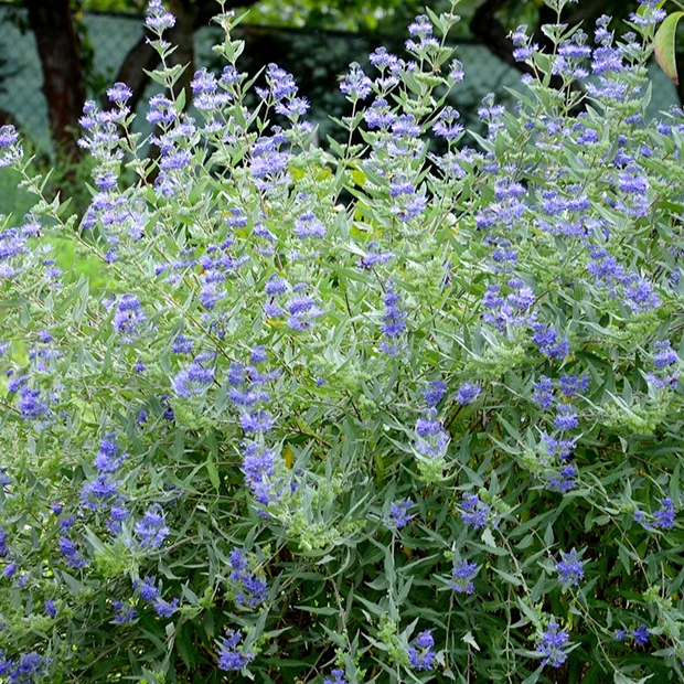 Caryopteris 'Heavenly Blue' - Image 4