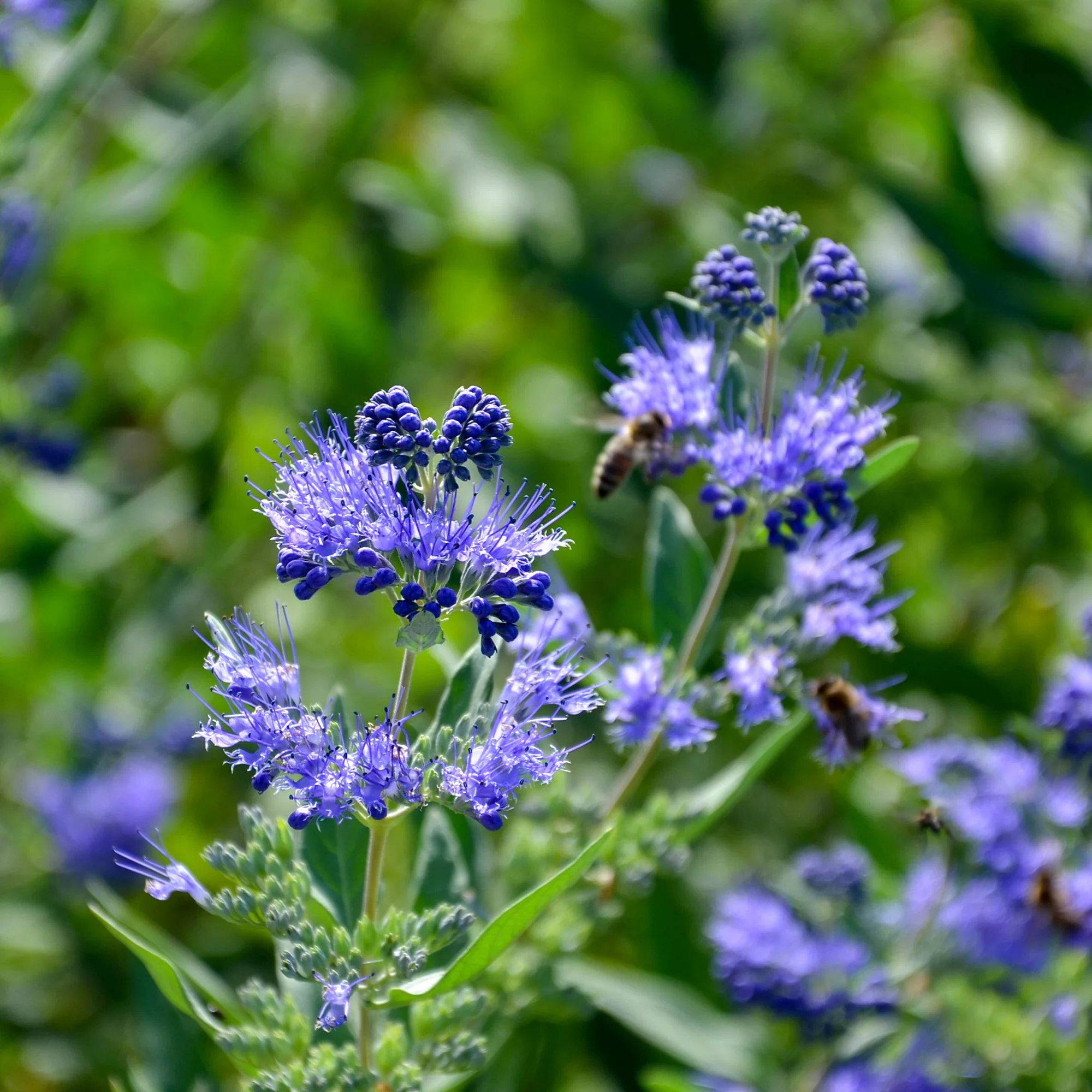 Caryopteris 'Heavenly Blue' - Image 5