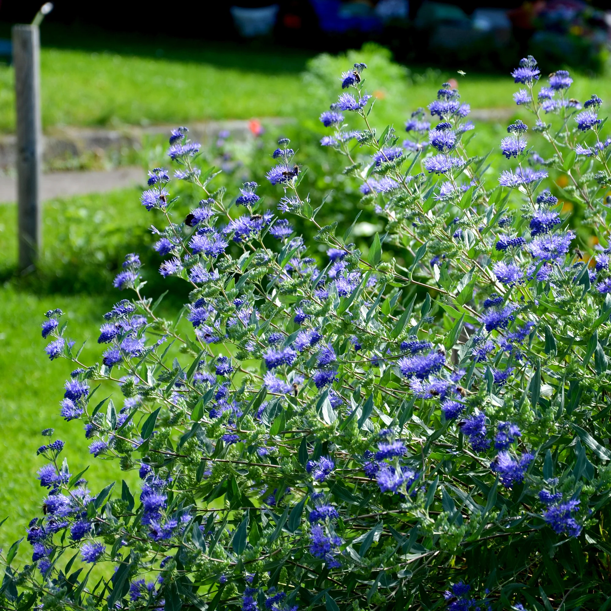 Caryopteris 'Heavenly Blue' - Image 6