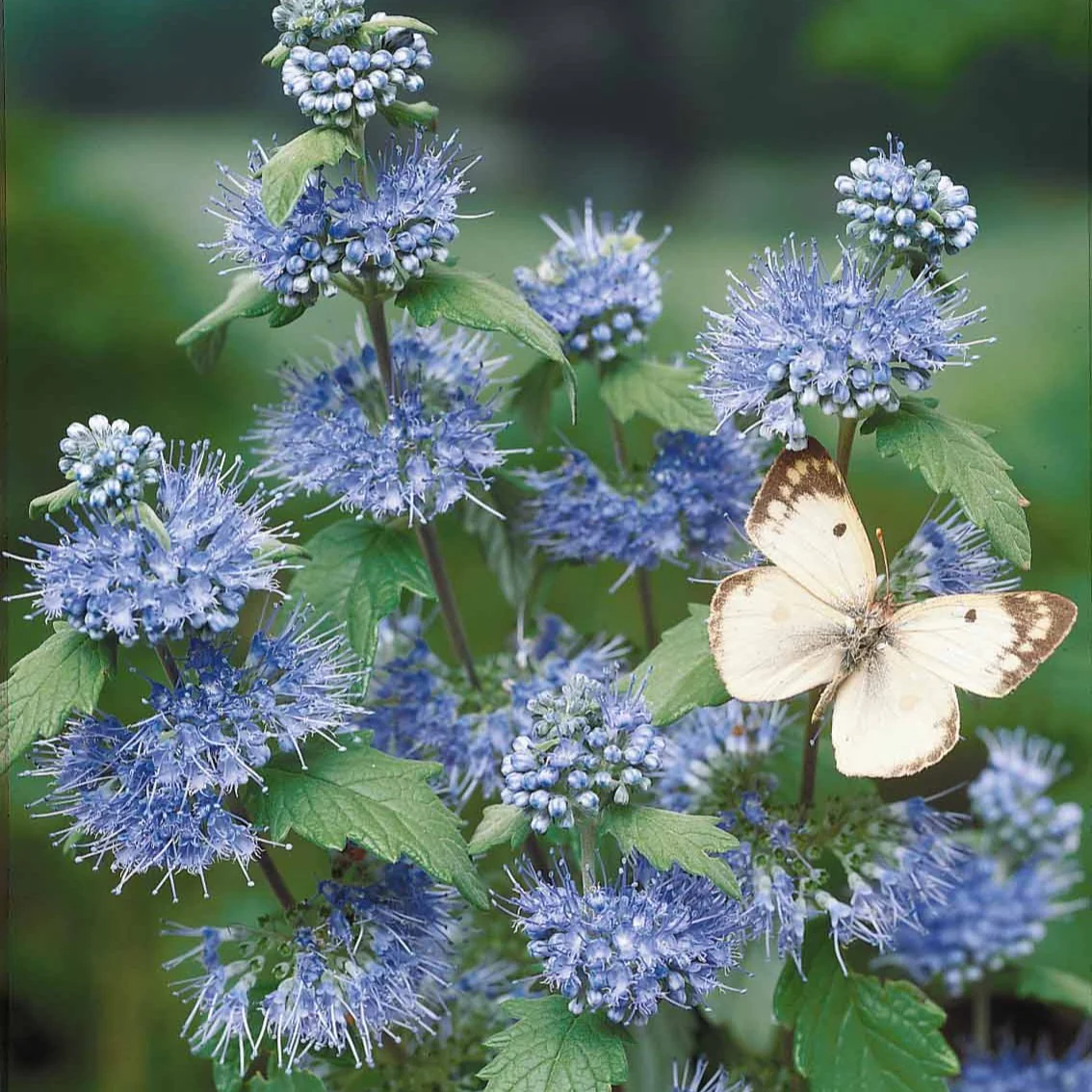 Caryopteris 'Heavenly Blue' - Image 7