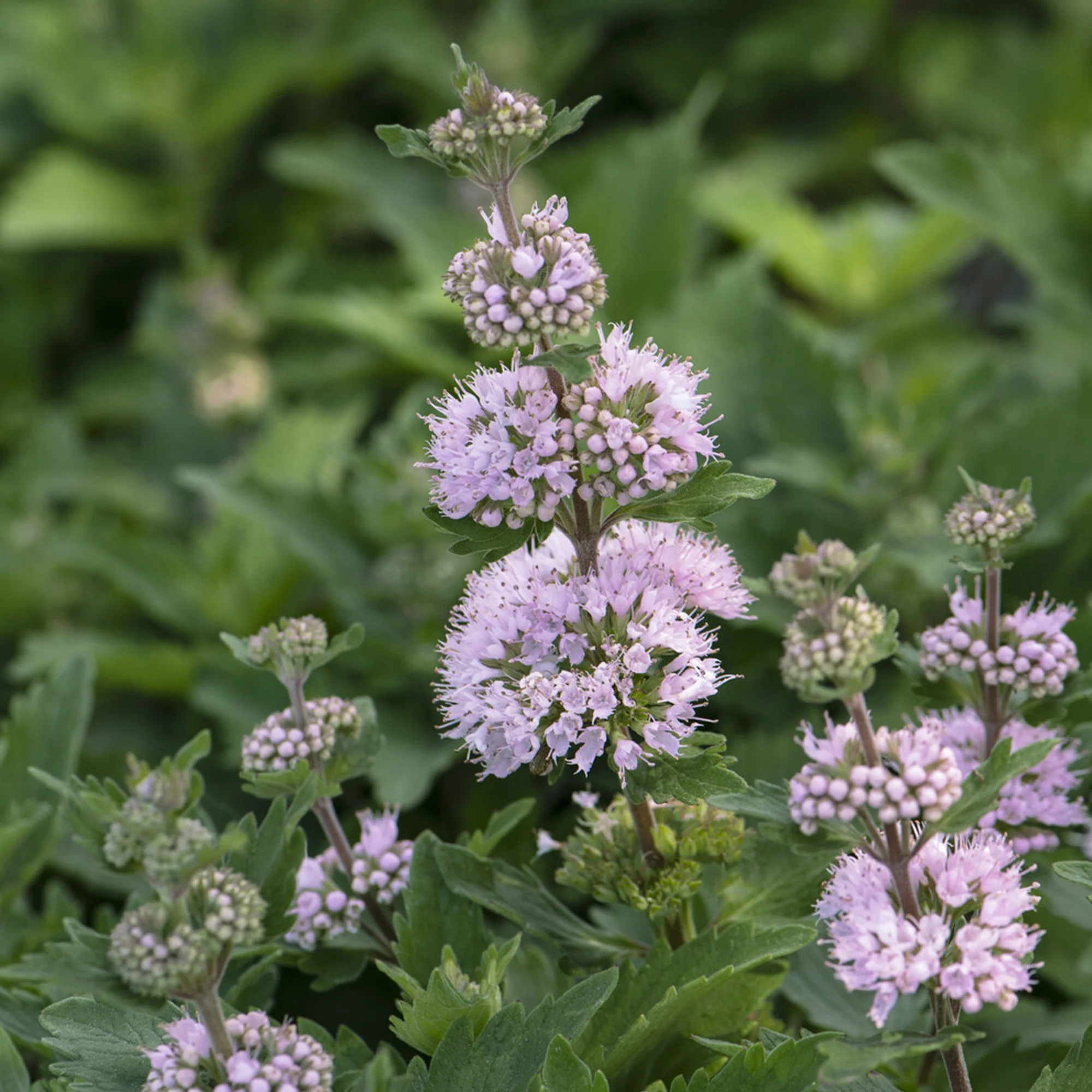 Caryopteris Stephi® Roze