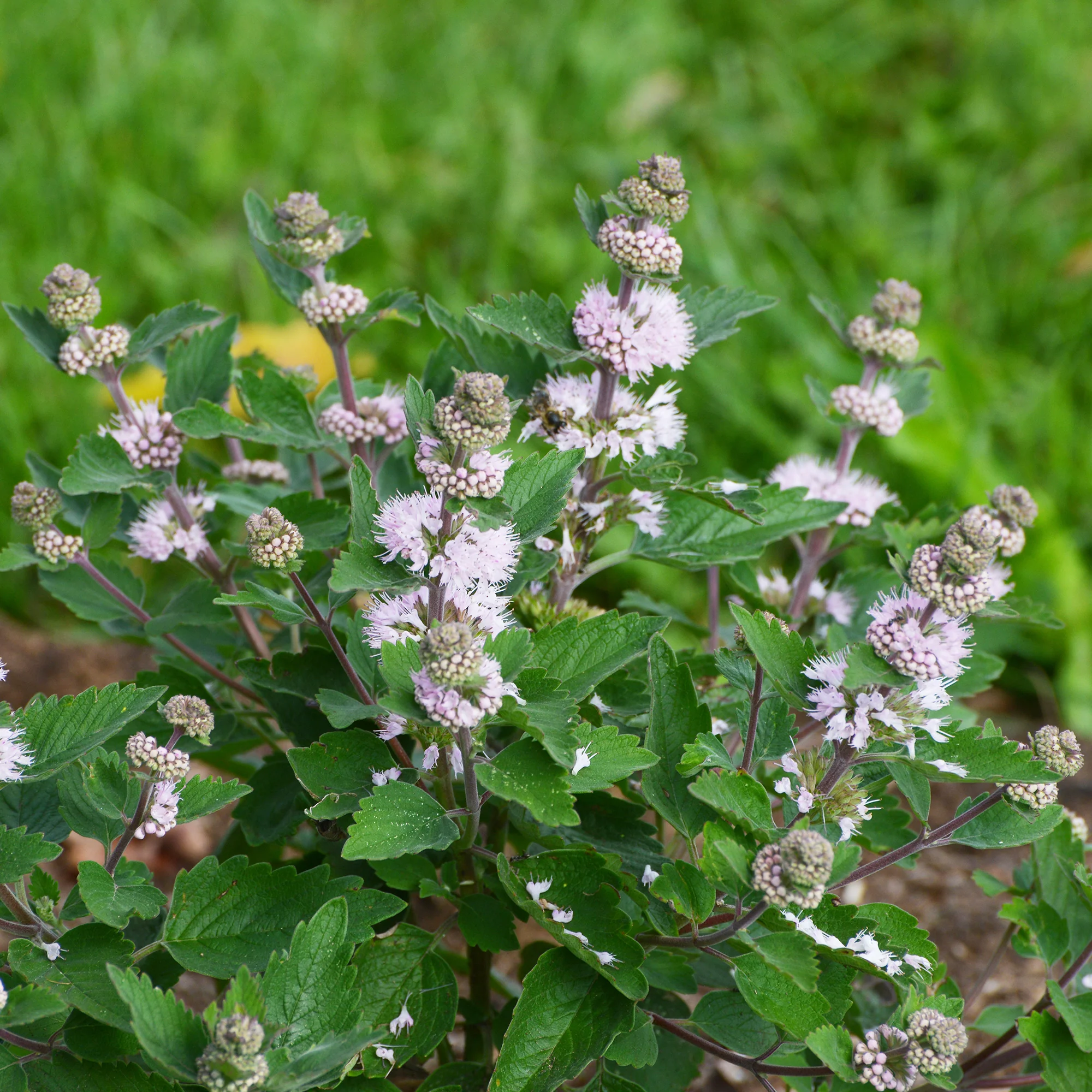 Caryopteris Stephi® Roze - Image 2