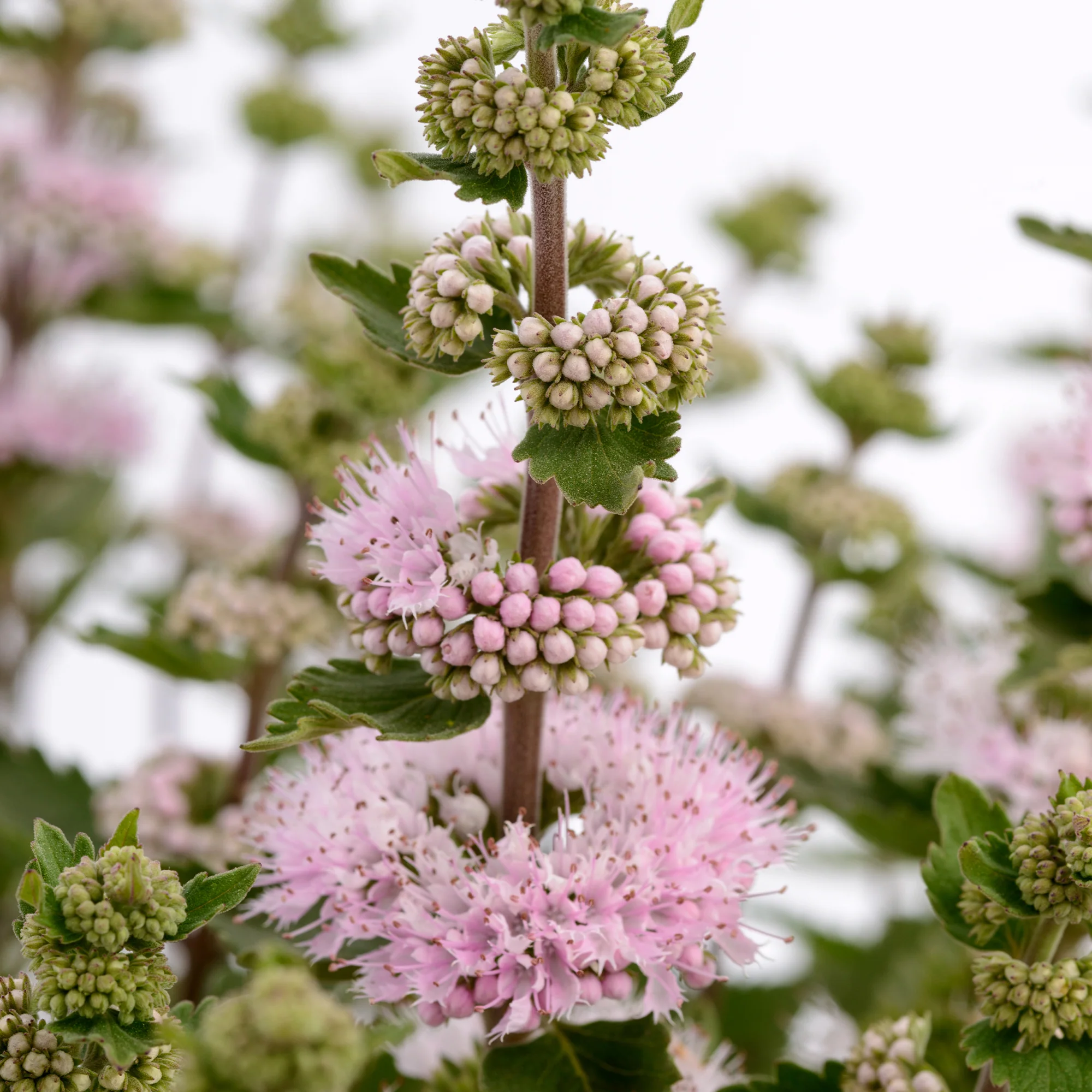 Caryopteris x clandonensis  'Camara Pink' - Image 2