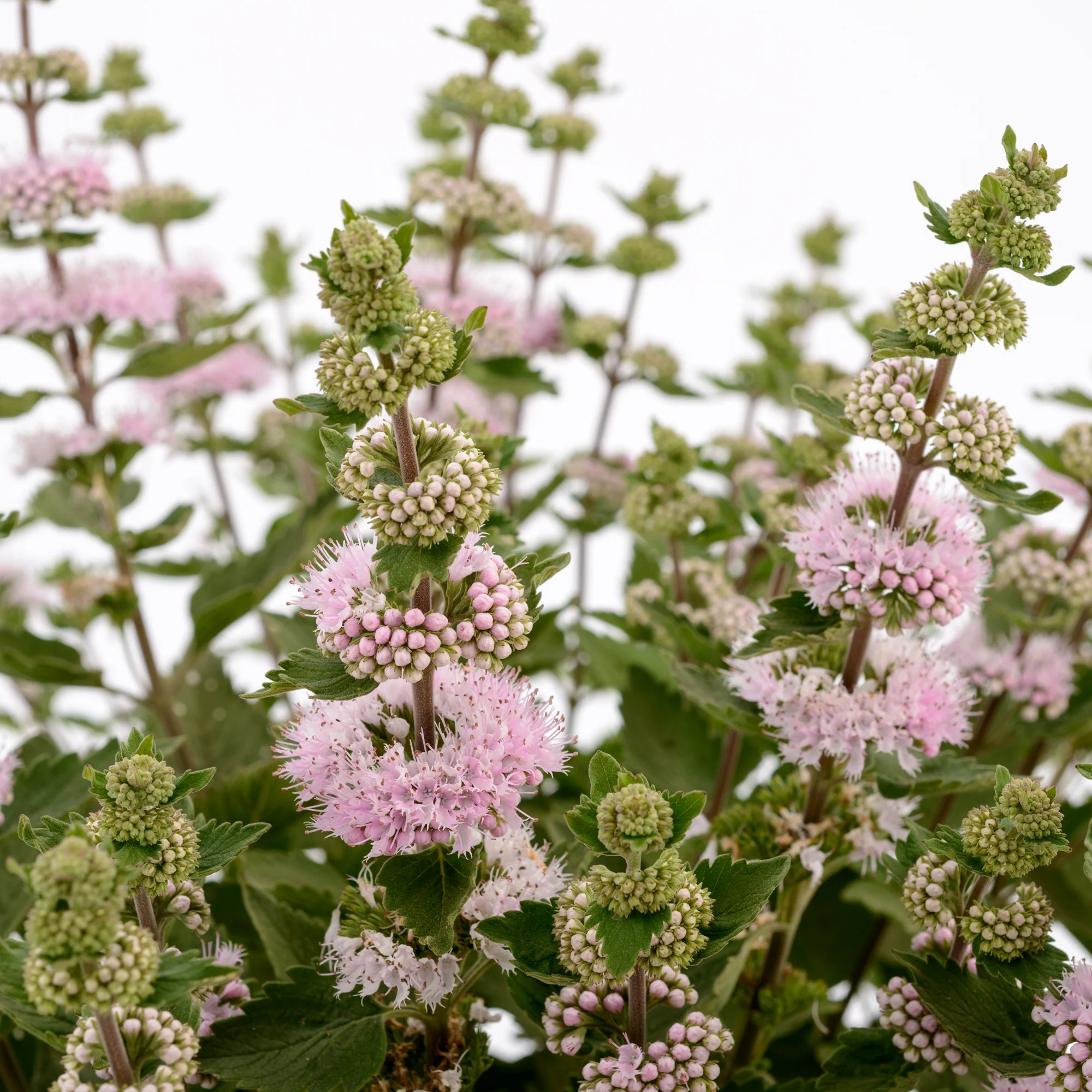 Caryopteris x clandonensis  'Camara Pink' - Image 3