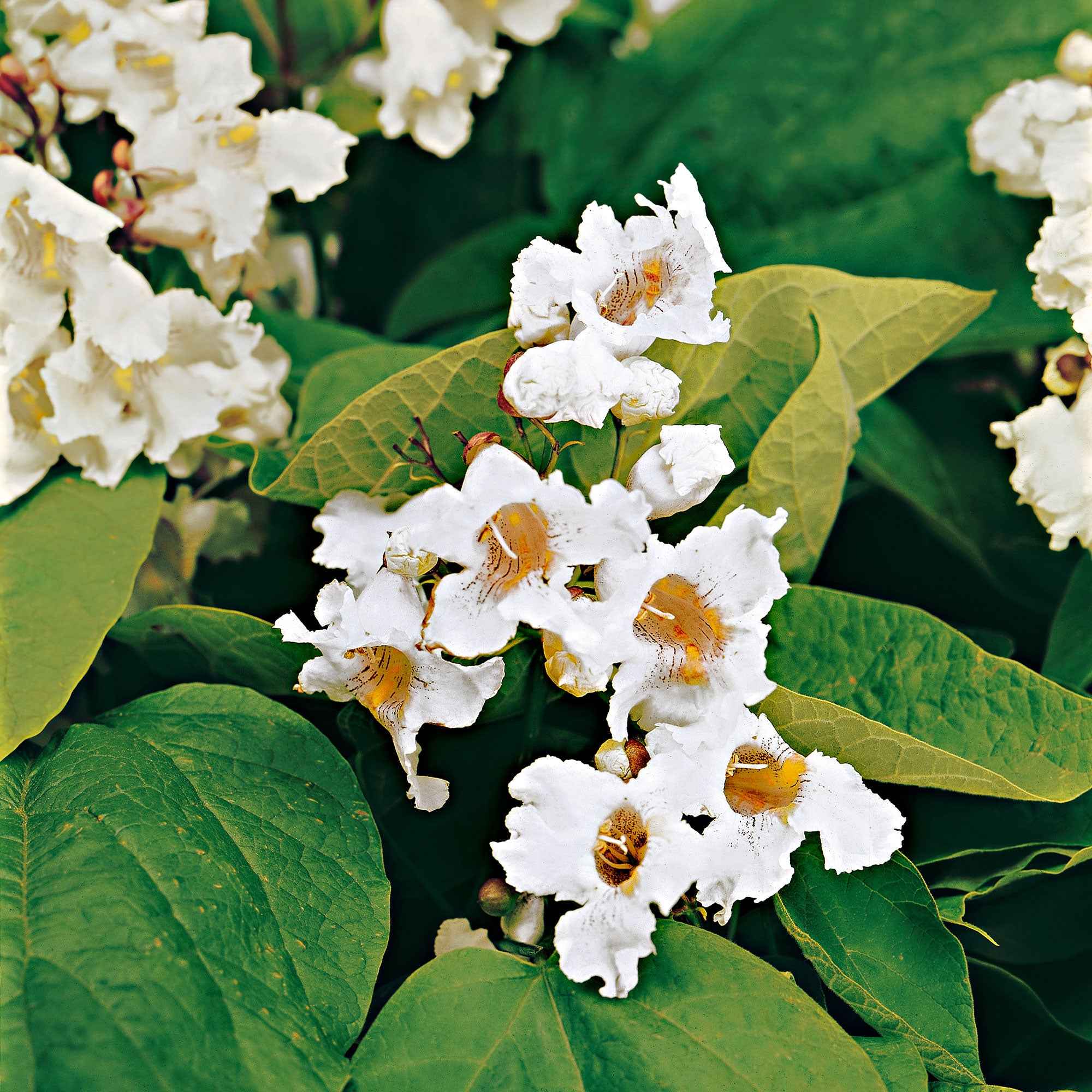 Catalpa - Image 3