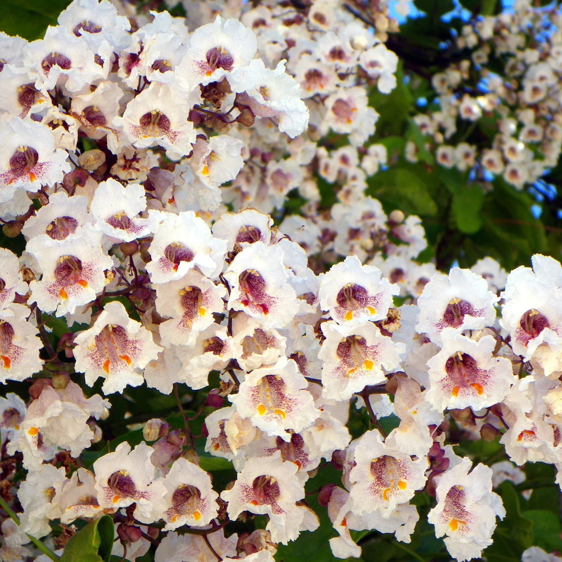 Catalpa - Image 4