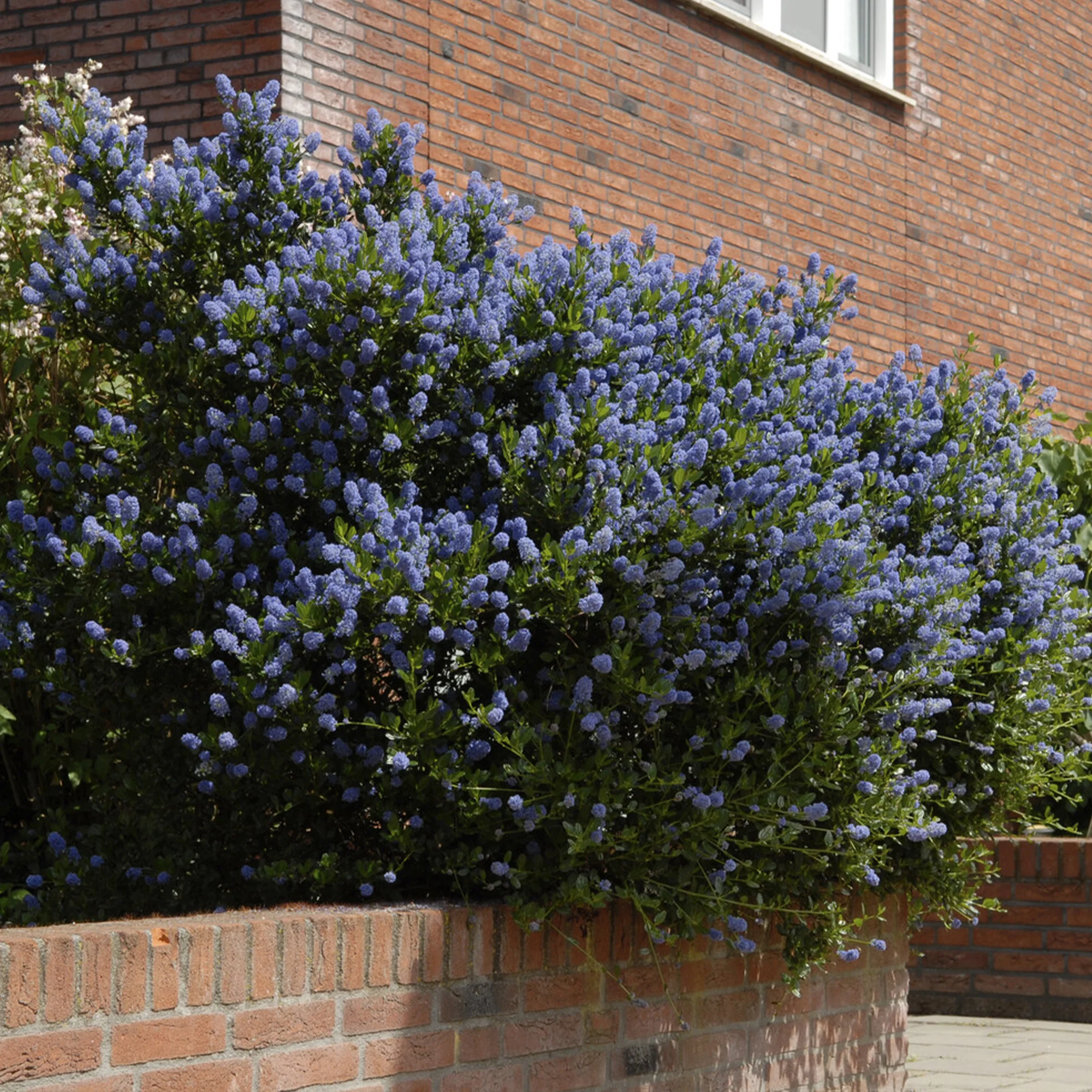 Ceanothus Concha / Amerikaanse sering