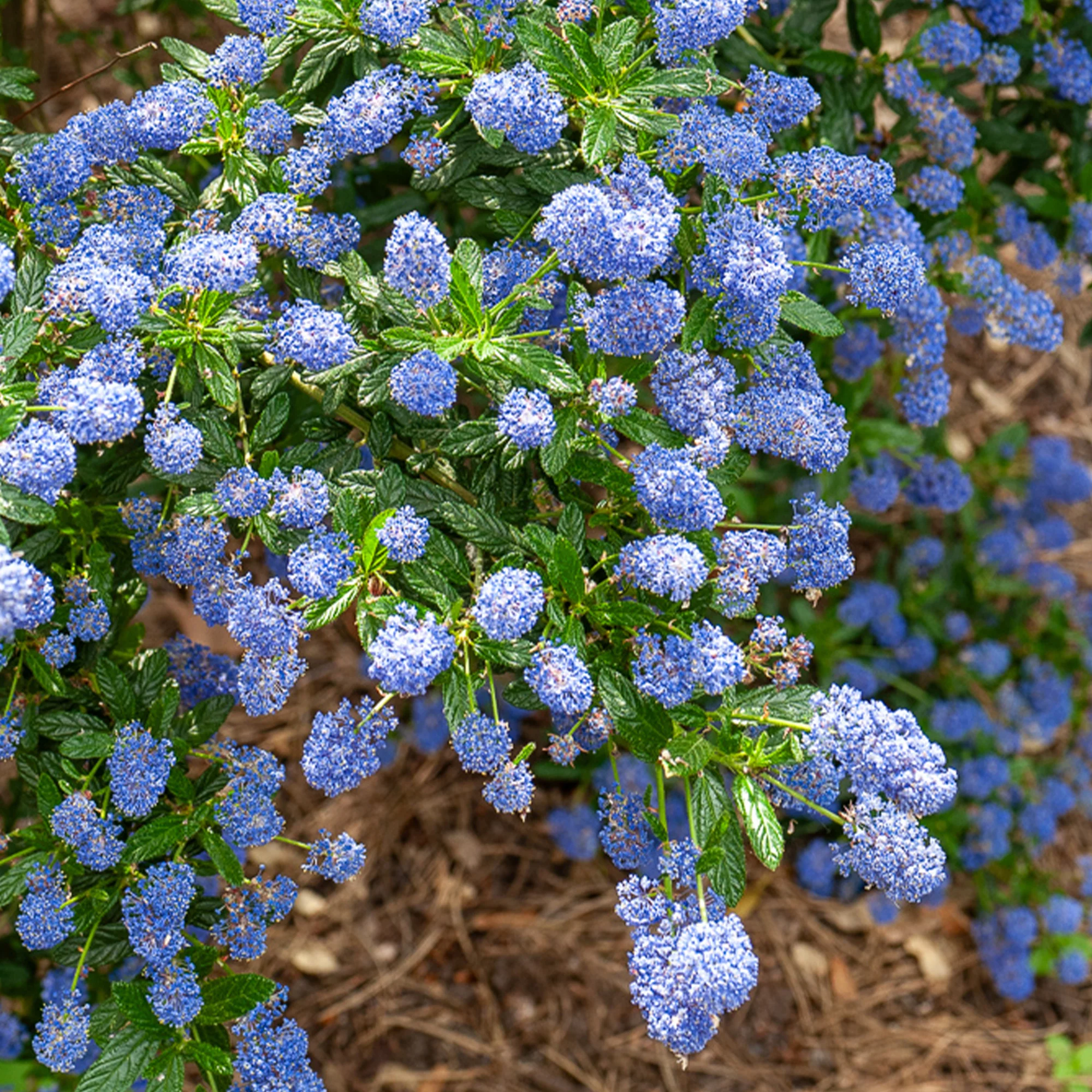 Ceanothus Concha / Amerikaanse sering - Image 2