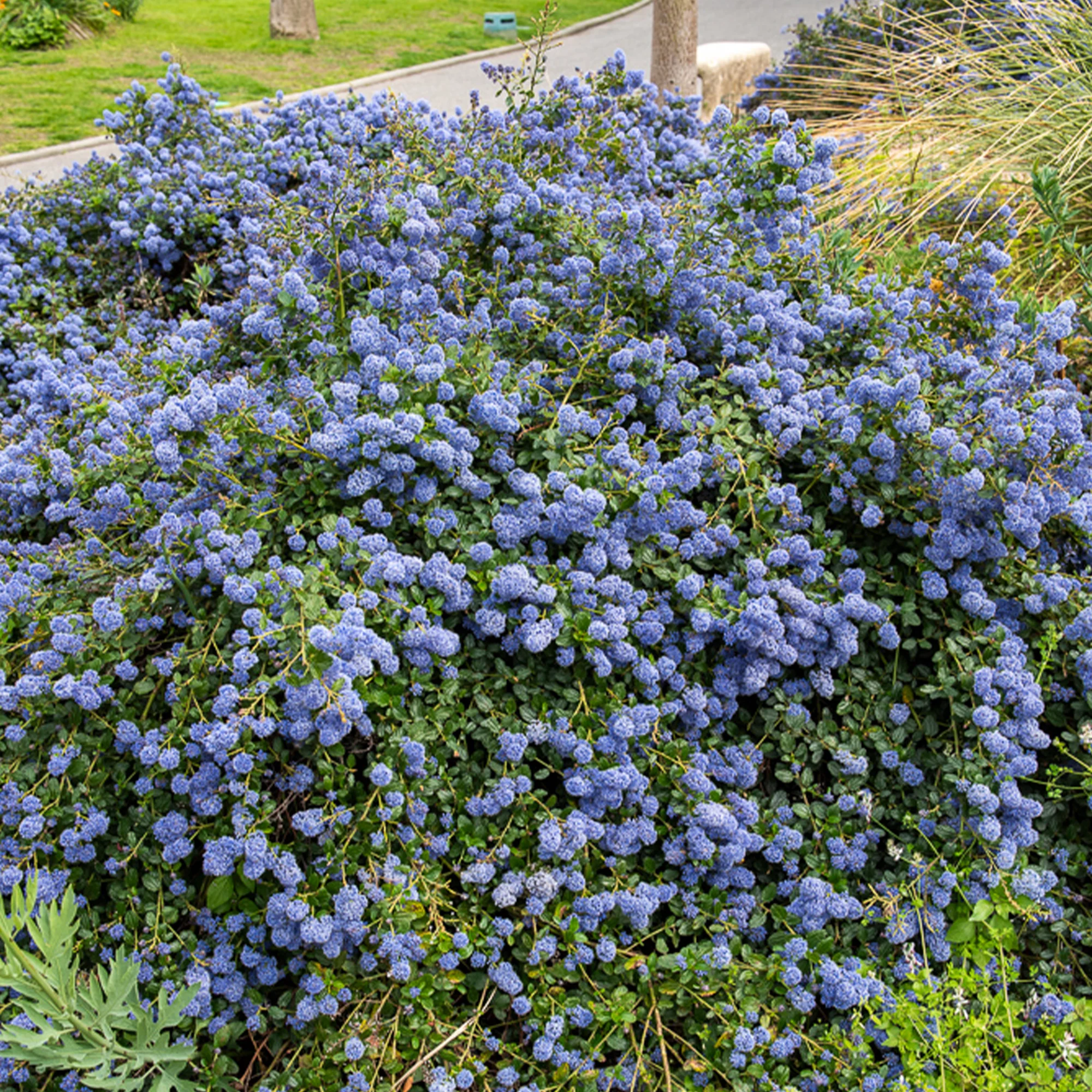 Ceanothus Concha / Amerikaanse sering - Image 3