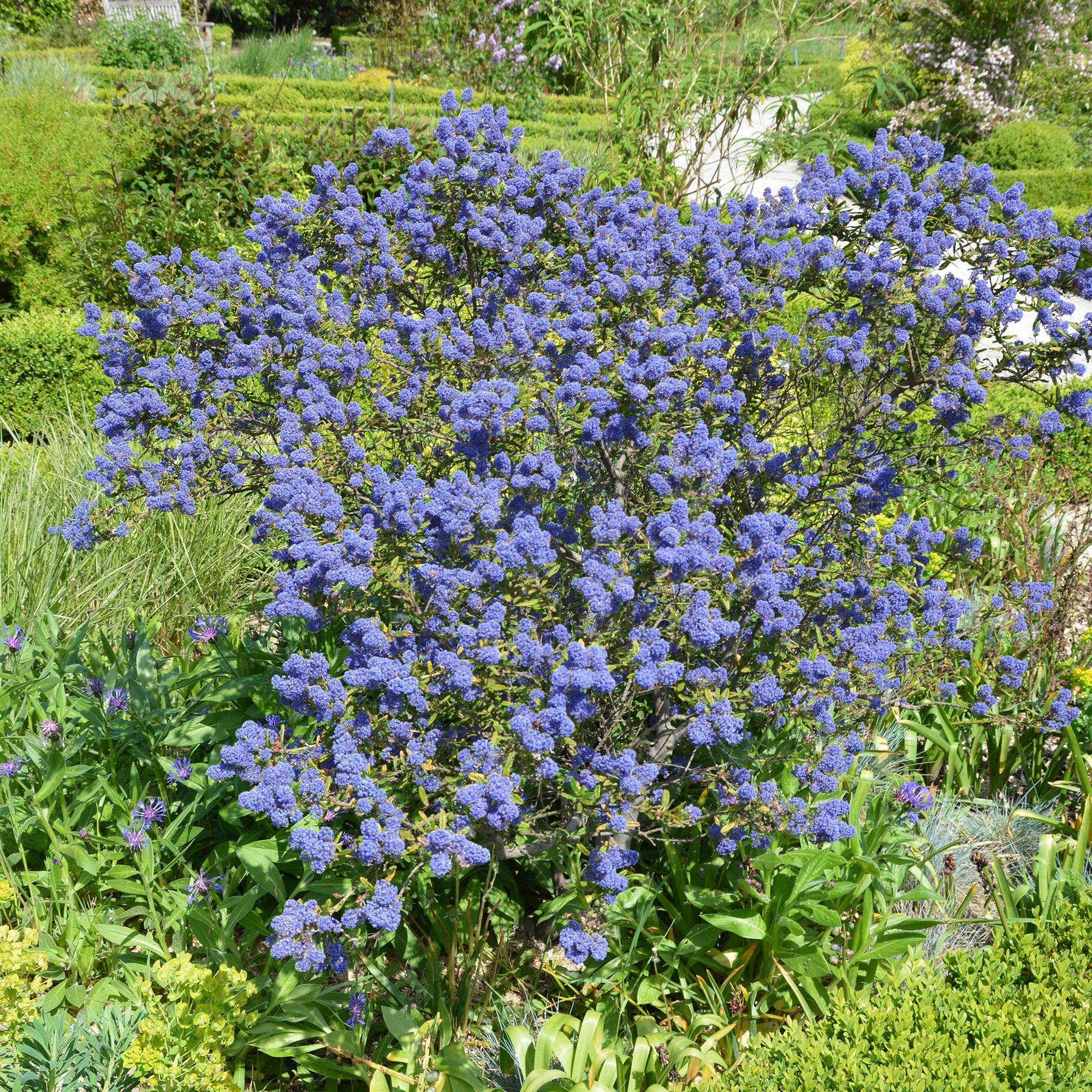 Ceanothus Concha / Amerikaanse sering - Image 4