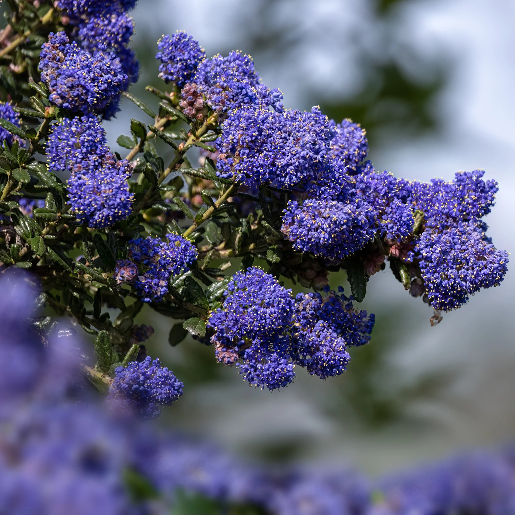 Ceanothus Dark Star / Amerikaanse sering