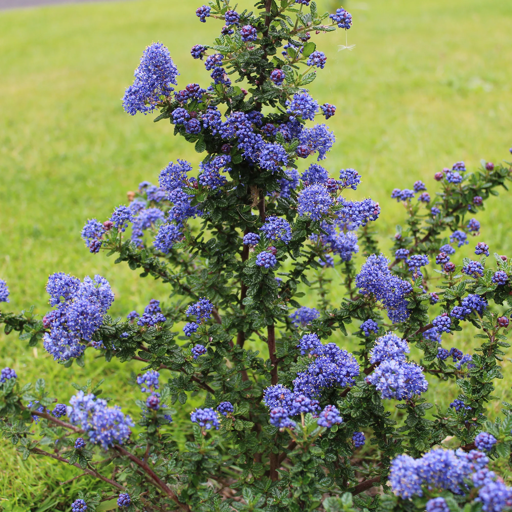 Ceanothus Dark Star / Amerikaanse sering - Image 2