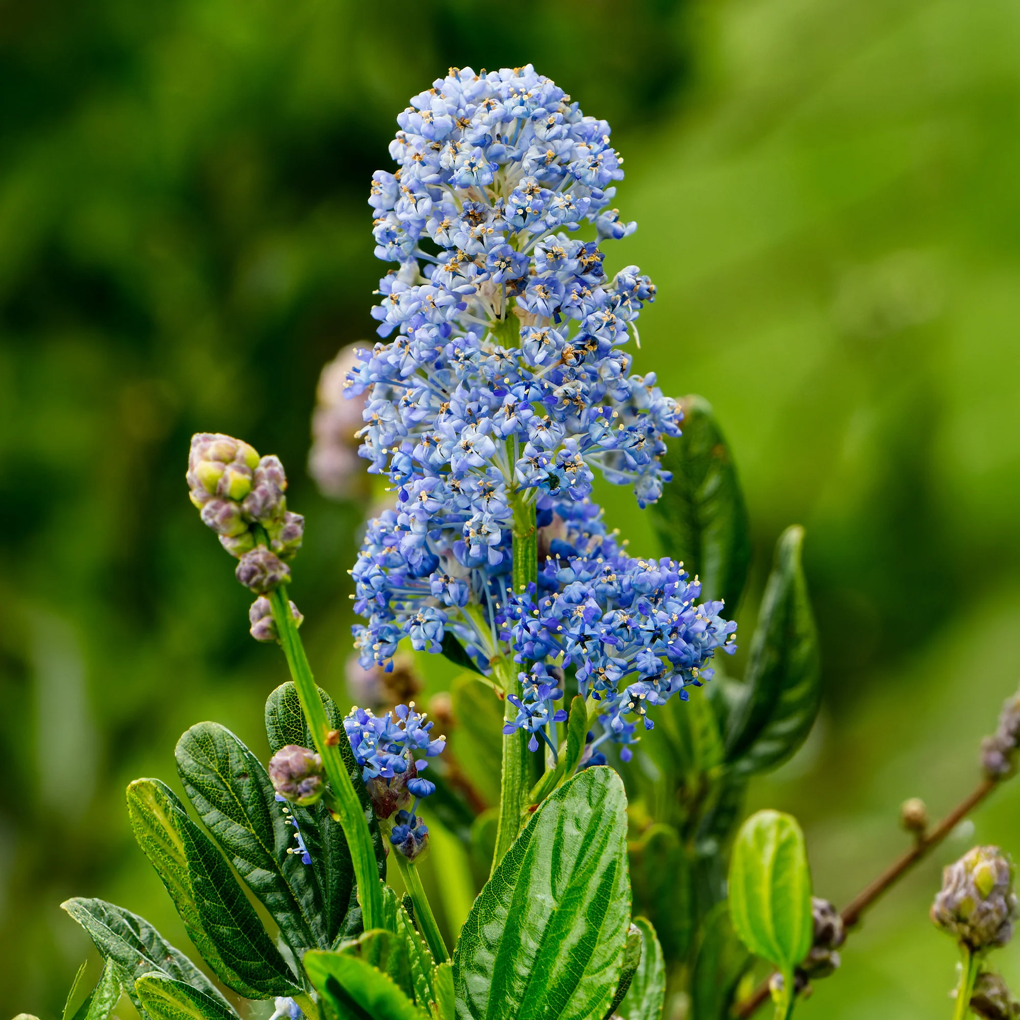 Miniatuur 2