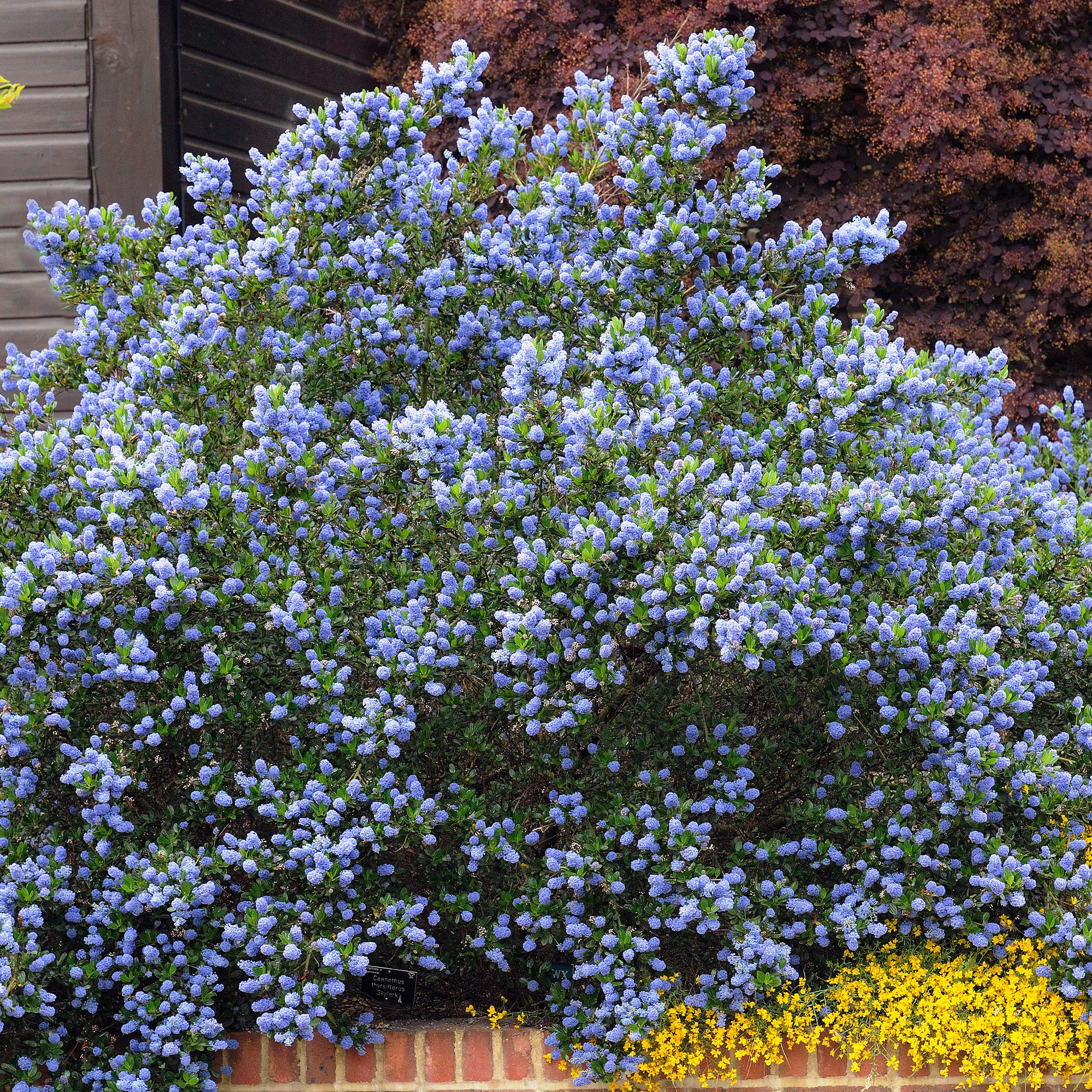 Ceanothus Skylark / Amerikaanse sering - Image 3