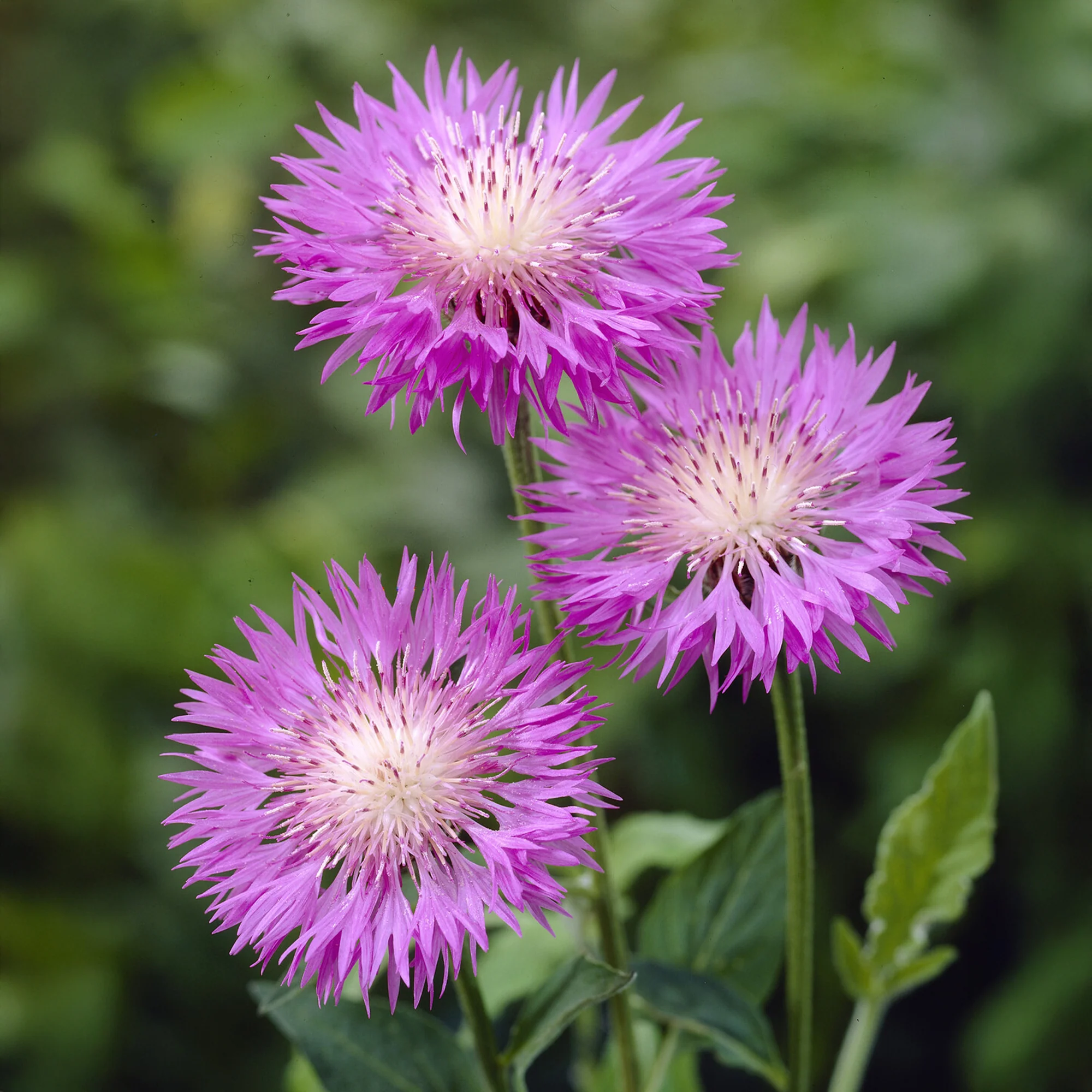 Centaurea hypoleuca 'John Coutts' / Korenbloem