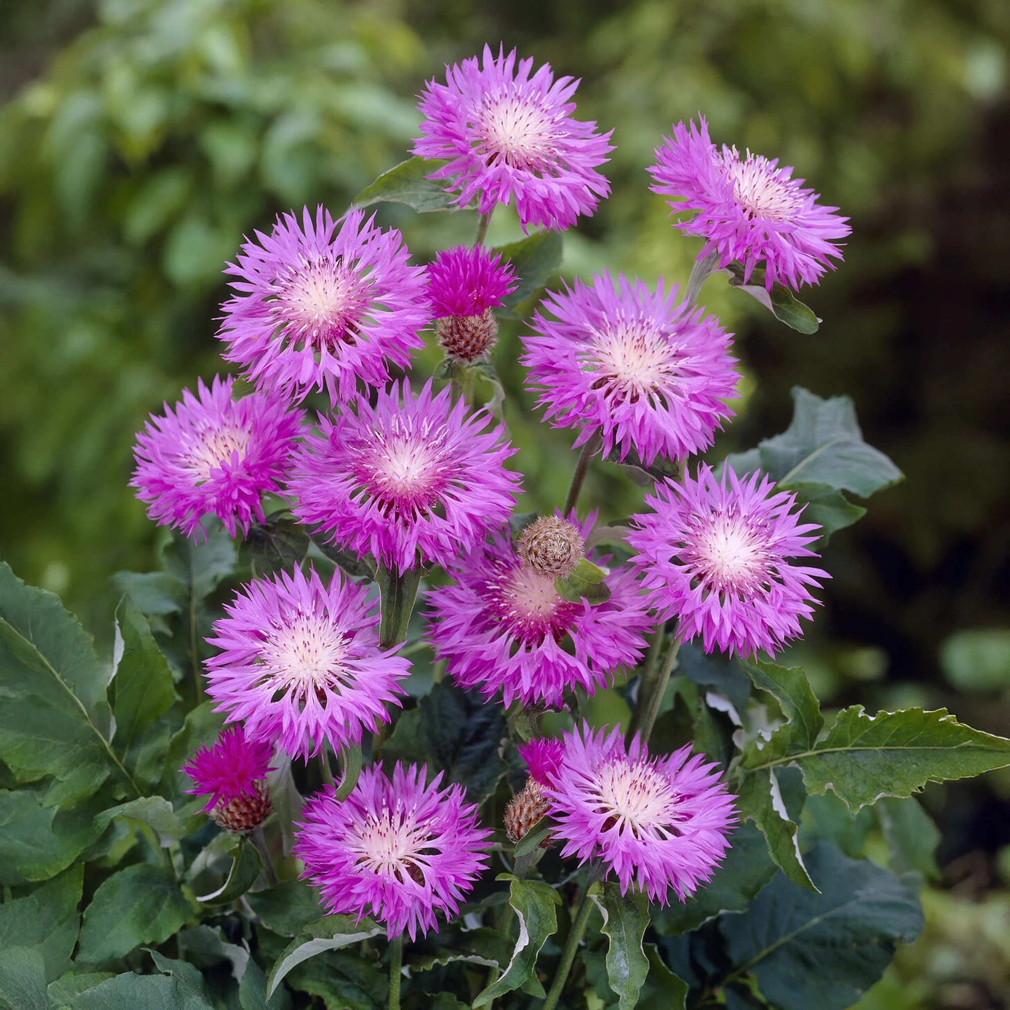 Centaurea hypoleuca 'John Coutts' / Korenbloem - Image 2