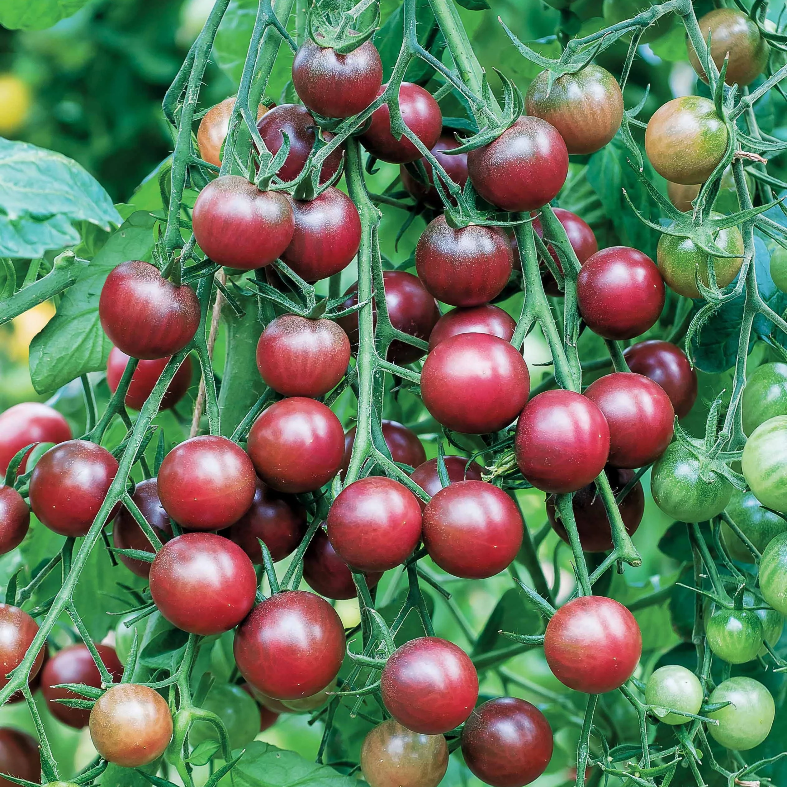 Cherrytomaat 'Chocolate Cherry' - Image 2