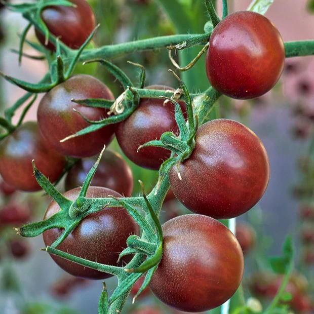 Cherrytomaat 'Chocolate Cherry' - Image 3