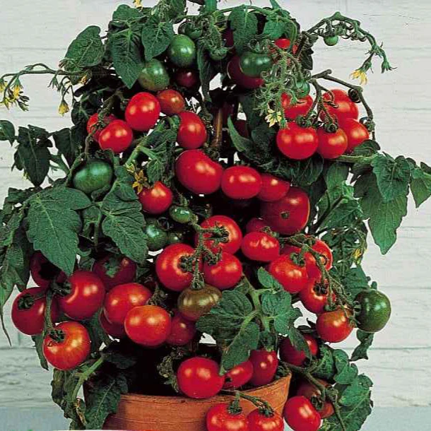 Cherrytomaat 'Minibel' - Image 3