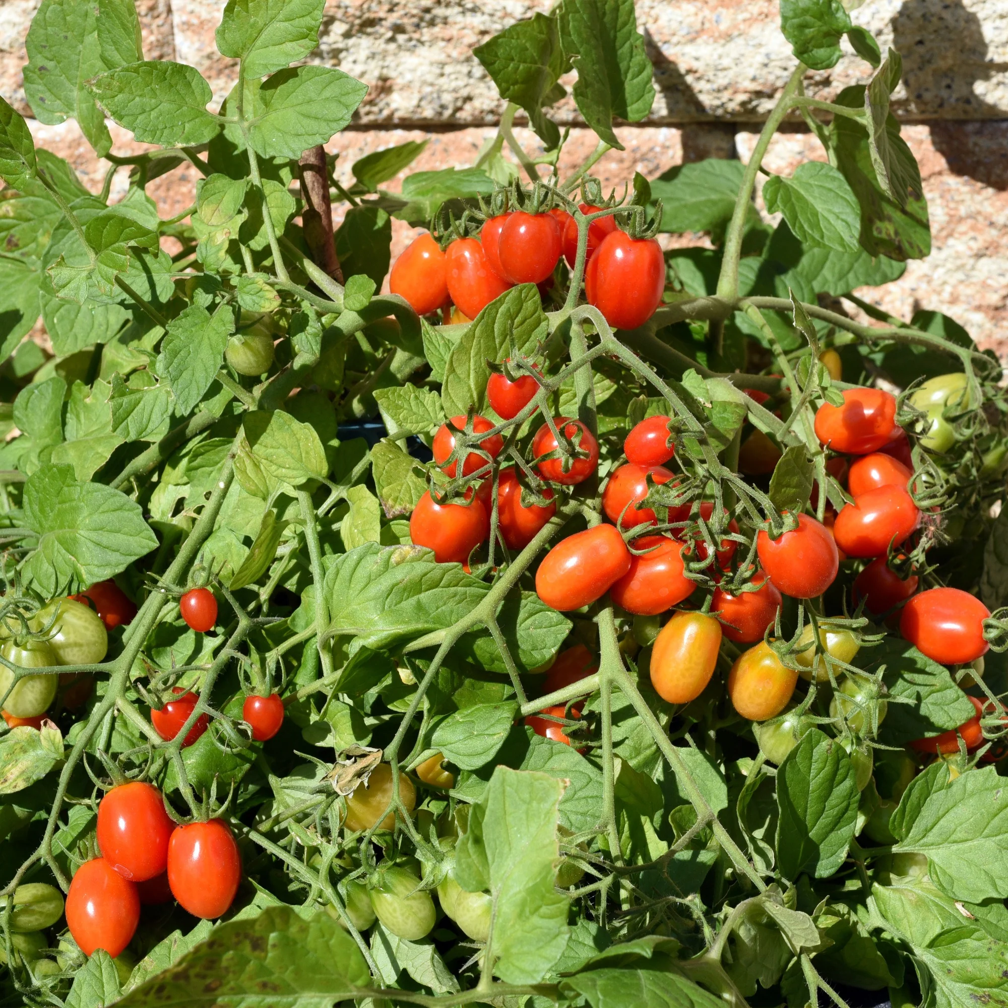 Cherrytomaat 'Romello F1' - Image 2