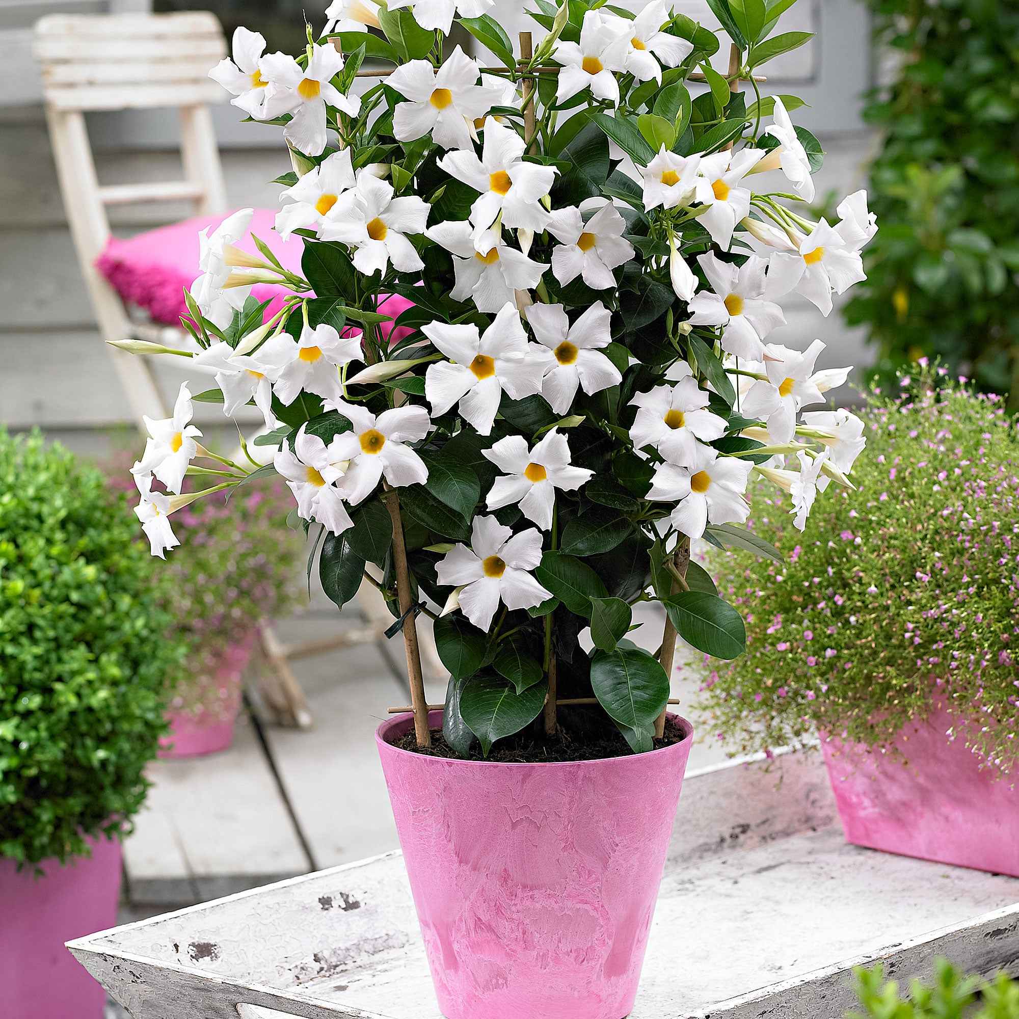 Miniatuur 1