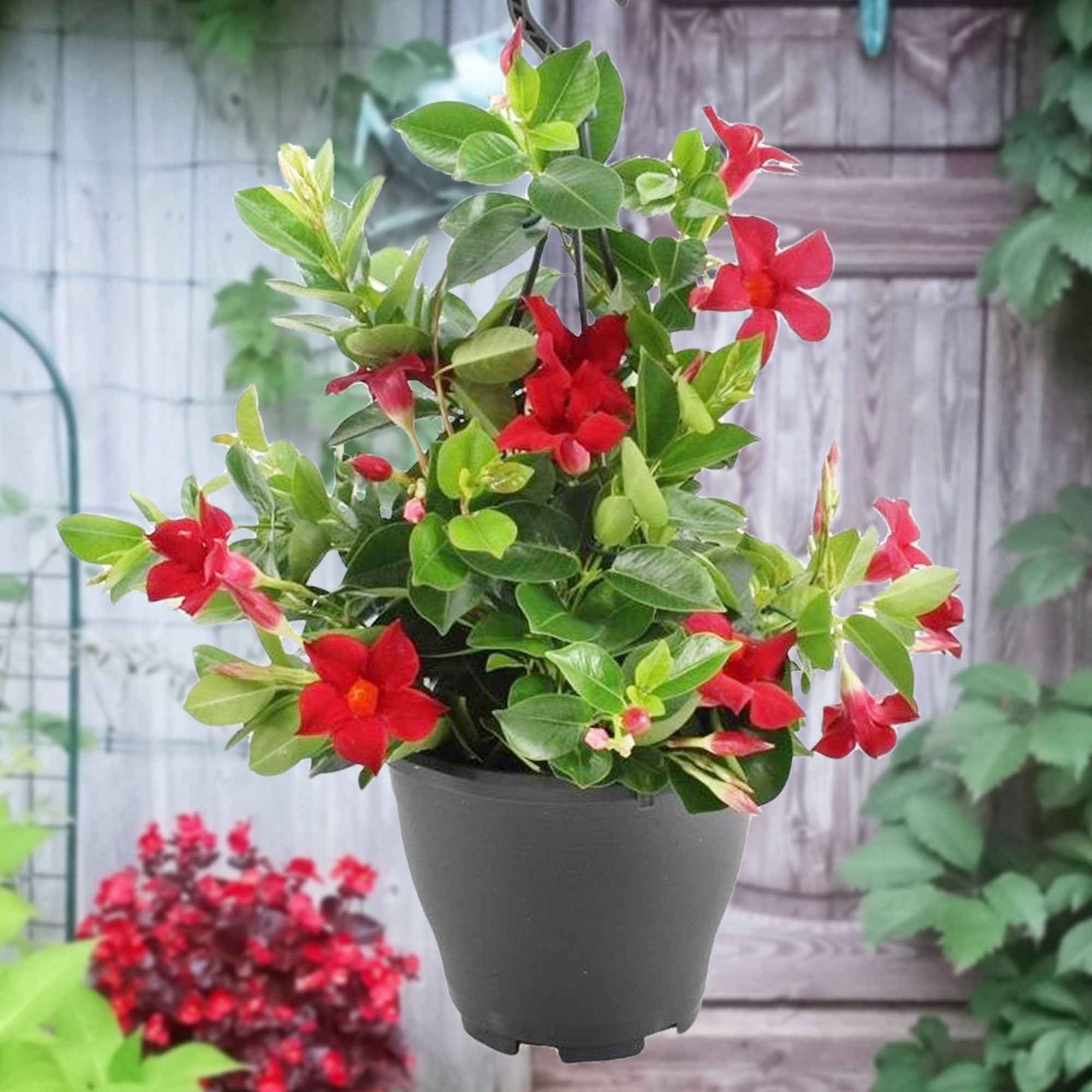 Chileense jasmijn rood - Image 3