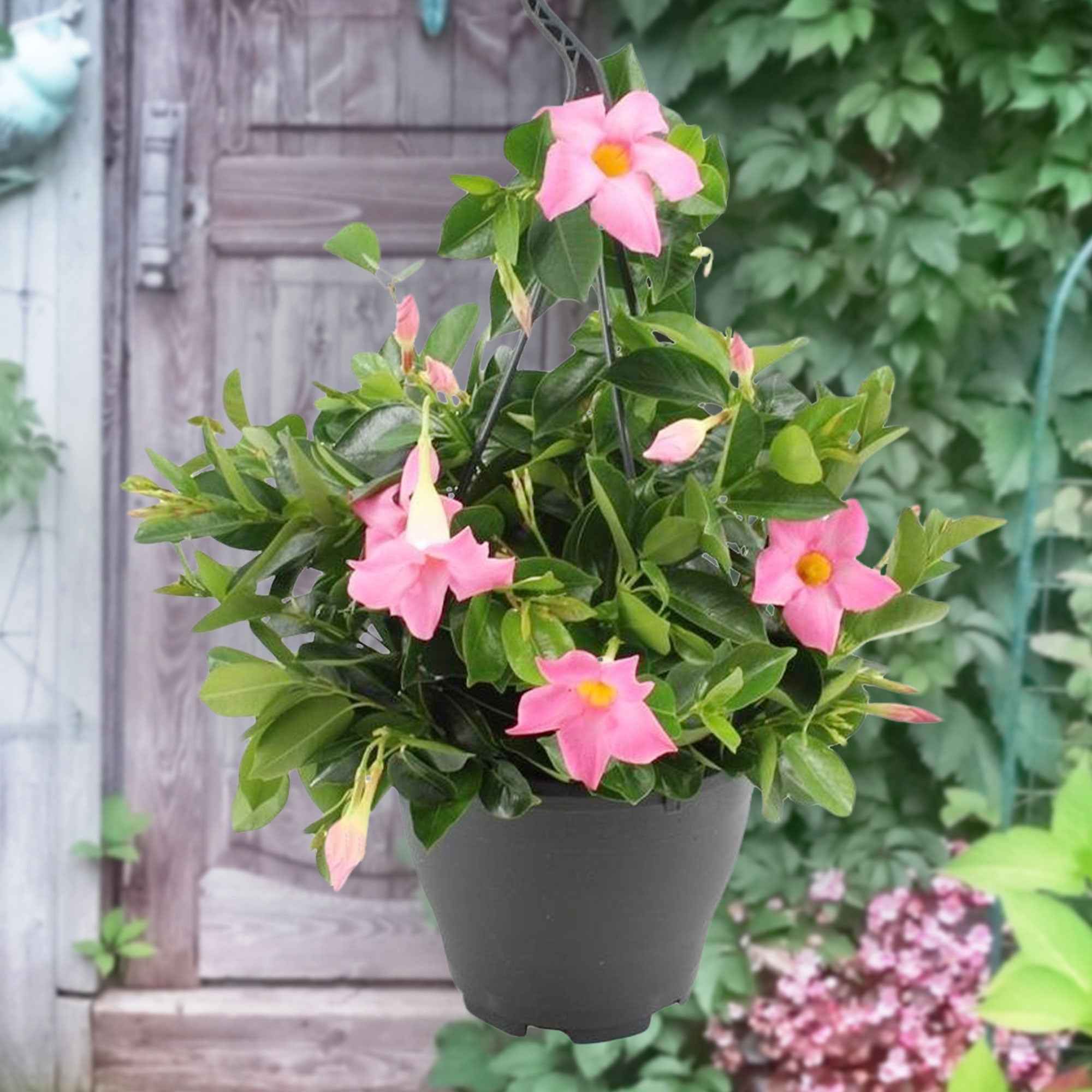 Chileense jasmijn roze