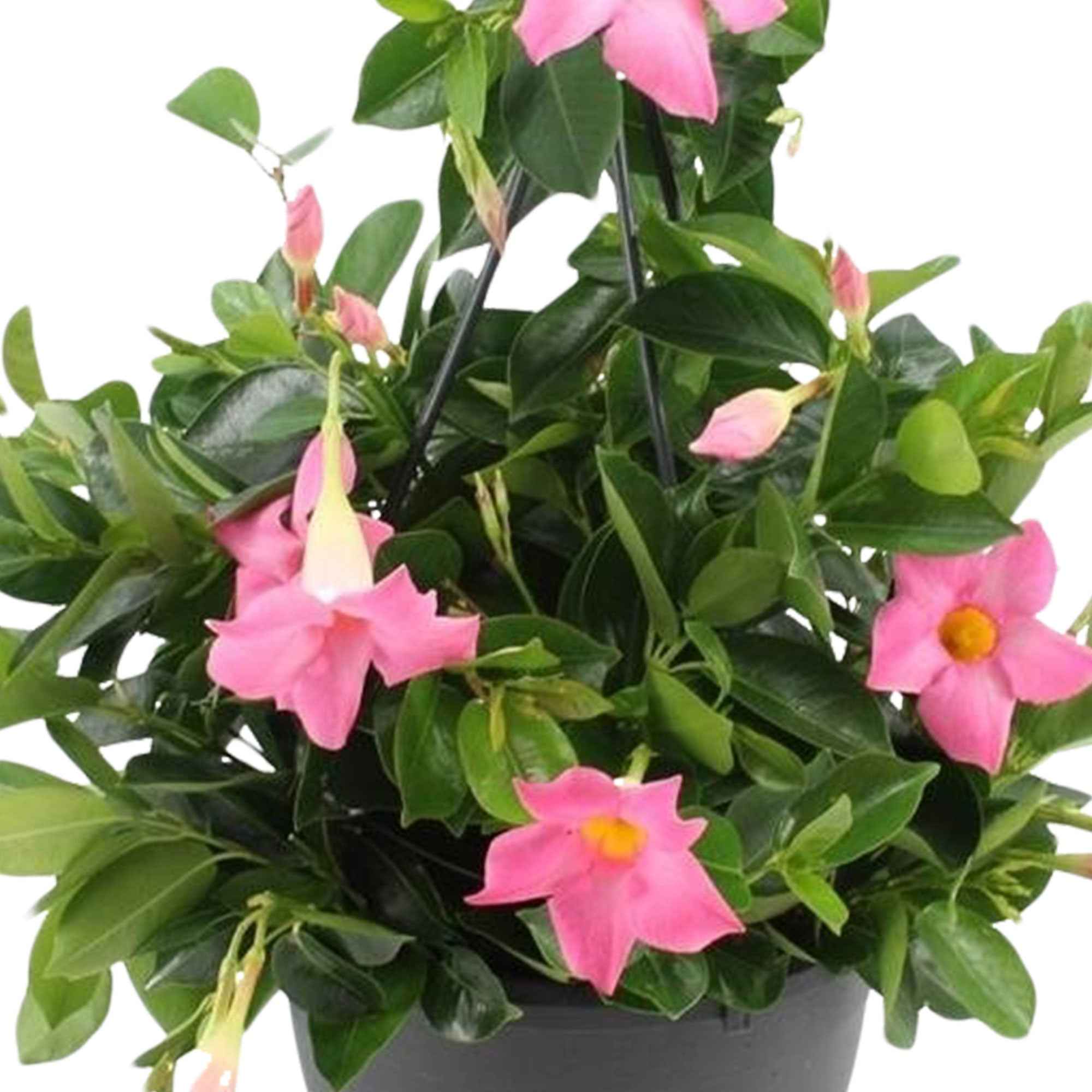 Chileense jasmijn roze - Image 2