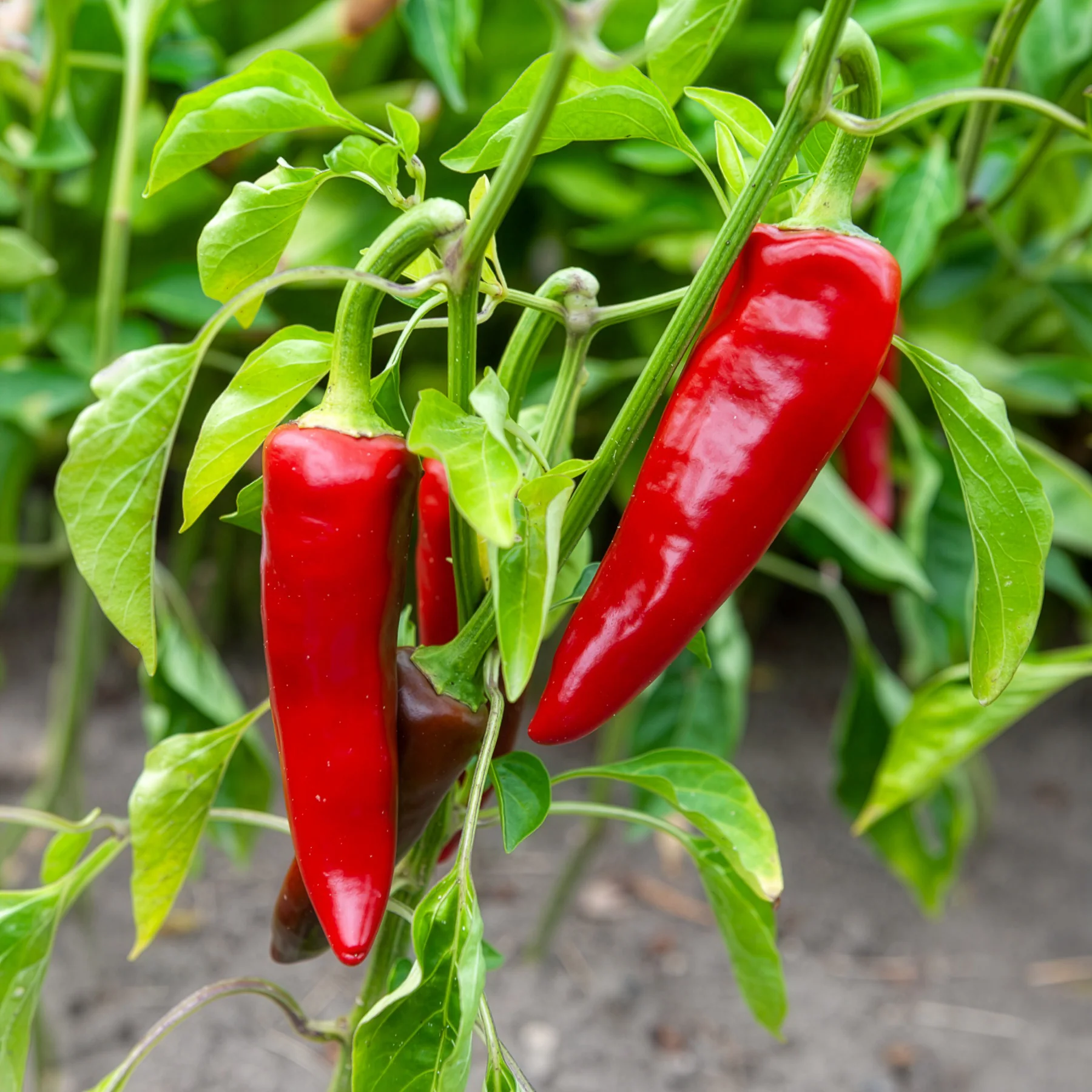 Chilipeper 'Gorria' - Image 3