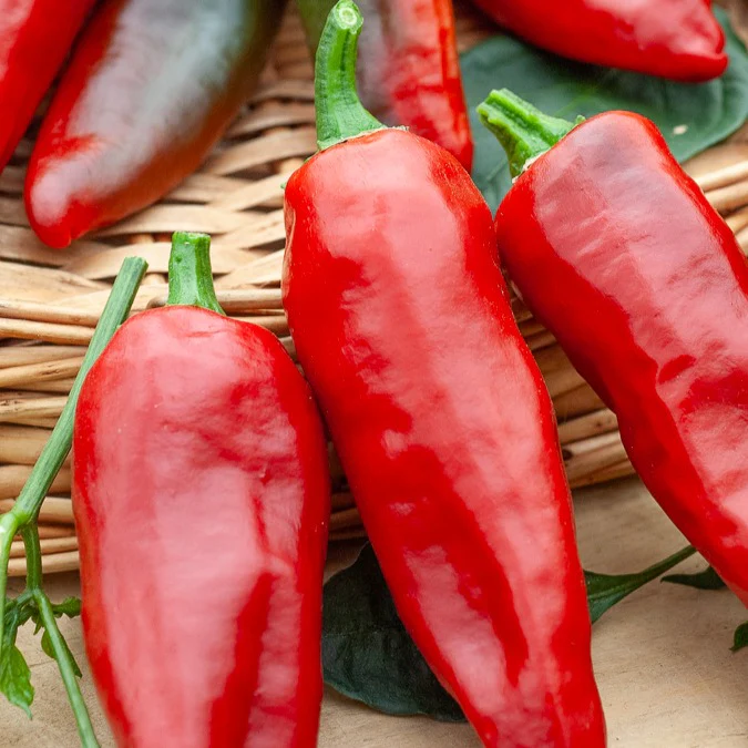 Chilipeper 'Gorria' - Image 4