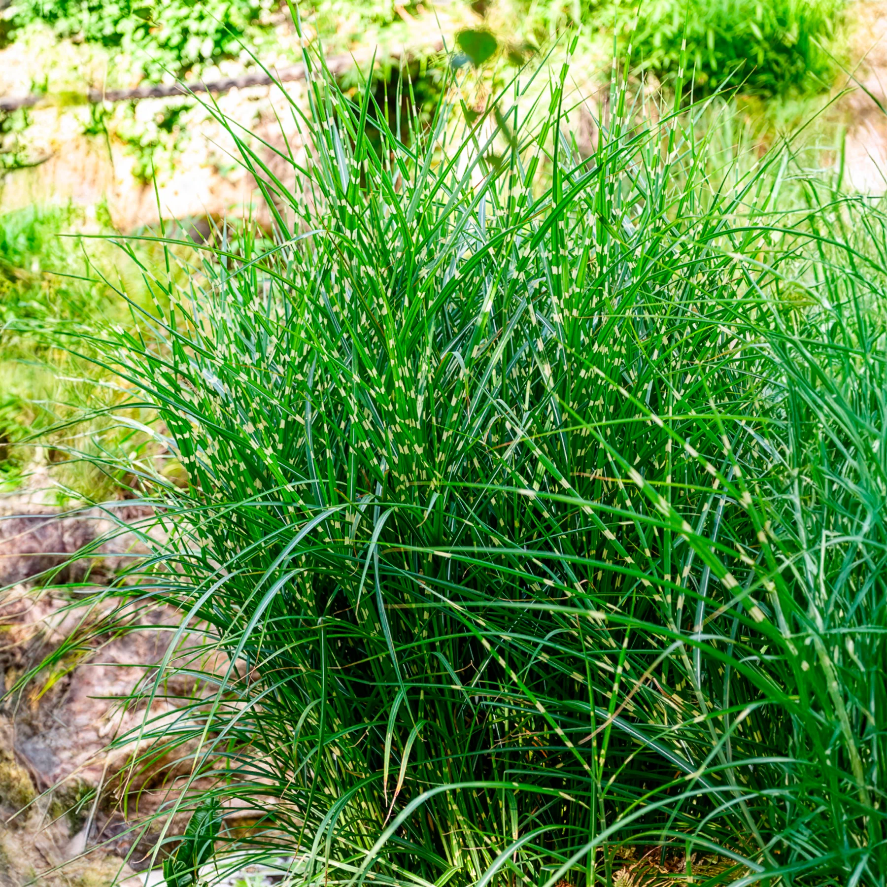 Chinees riet 'Strictus'