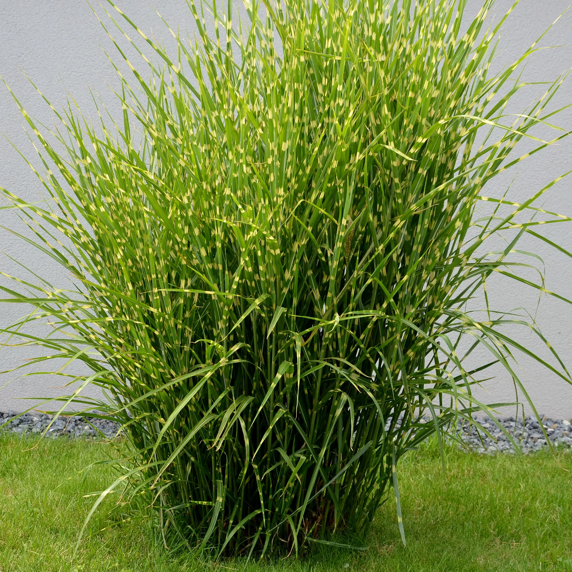 Chinees riet 'Strictus' - Image 2