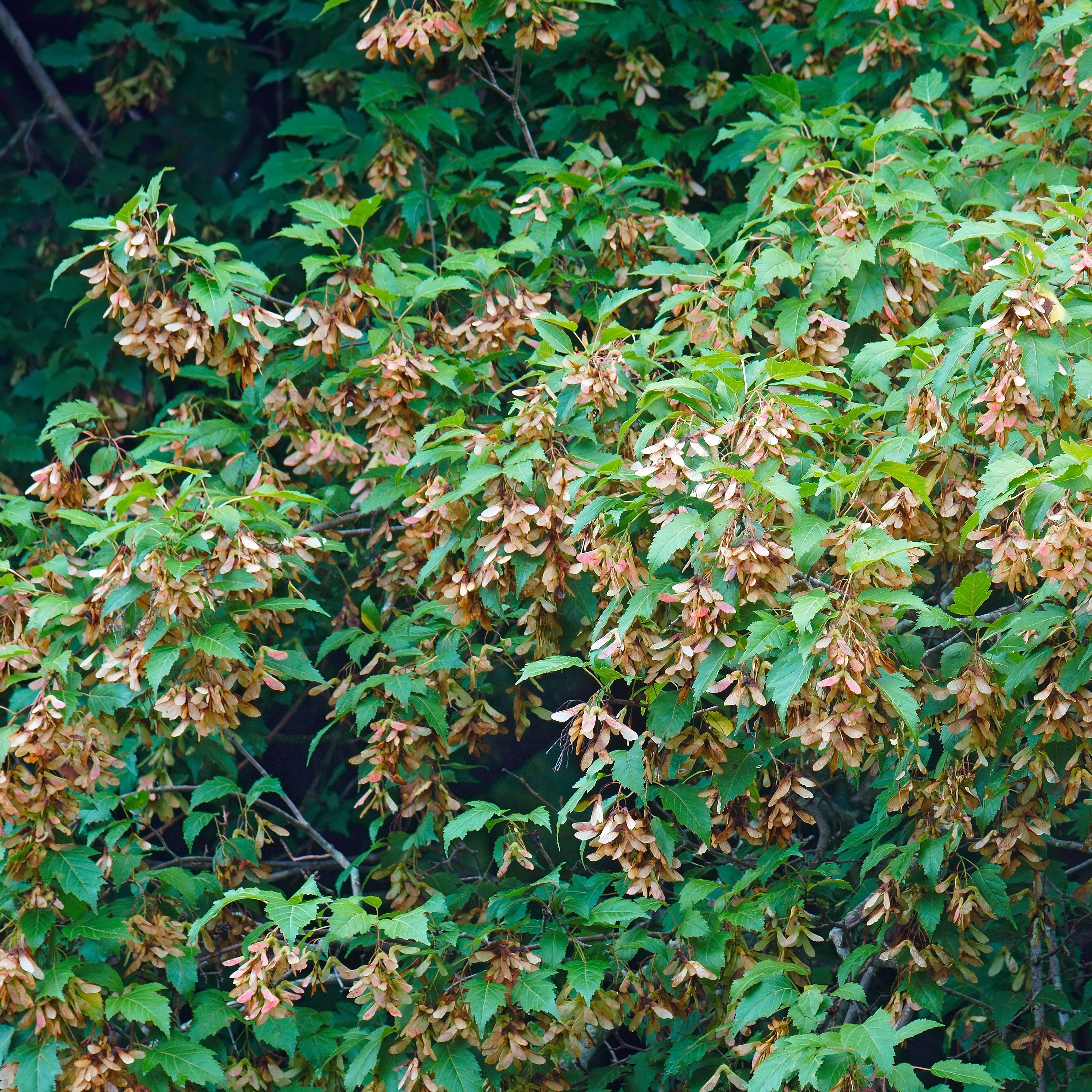 Chinese esdoorn - Image 6