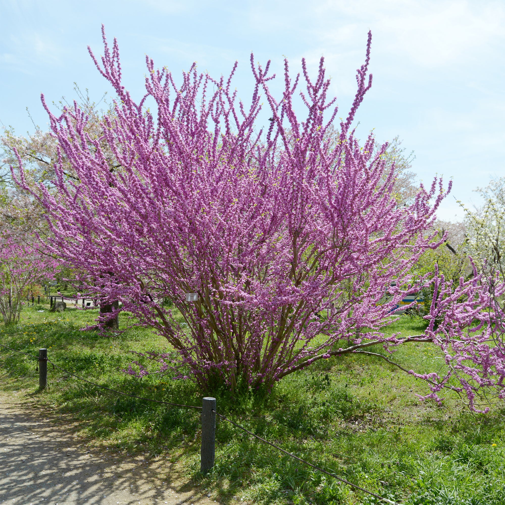 Chinese Judasboom - Image 3