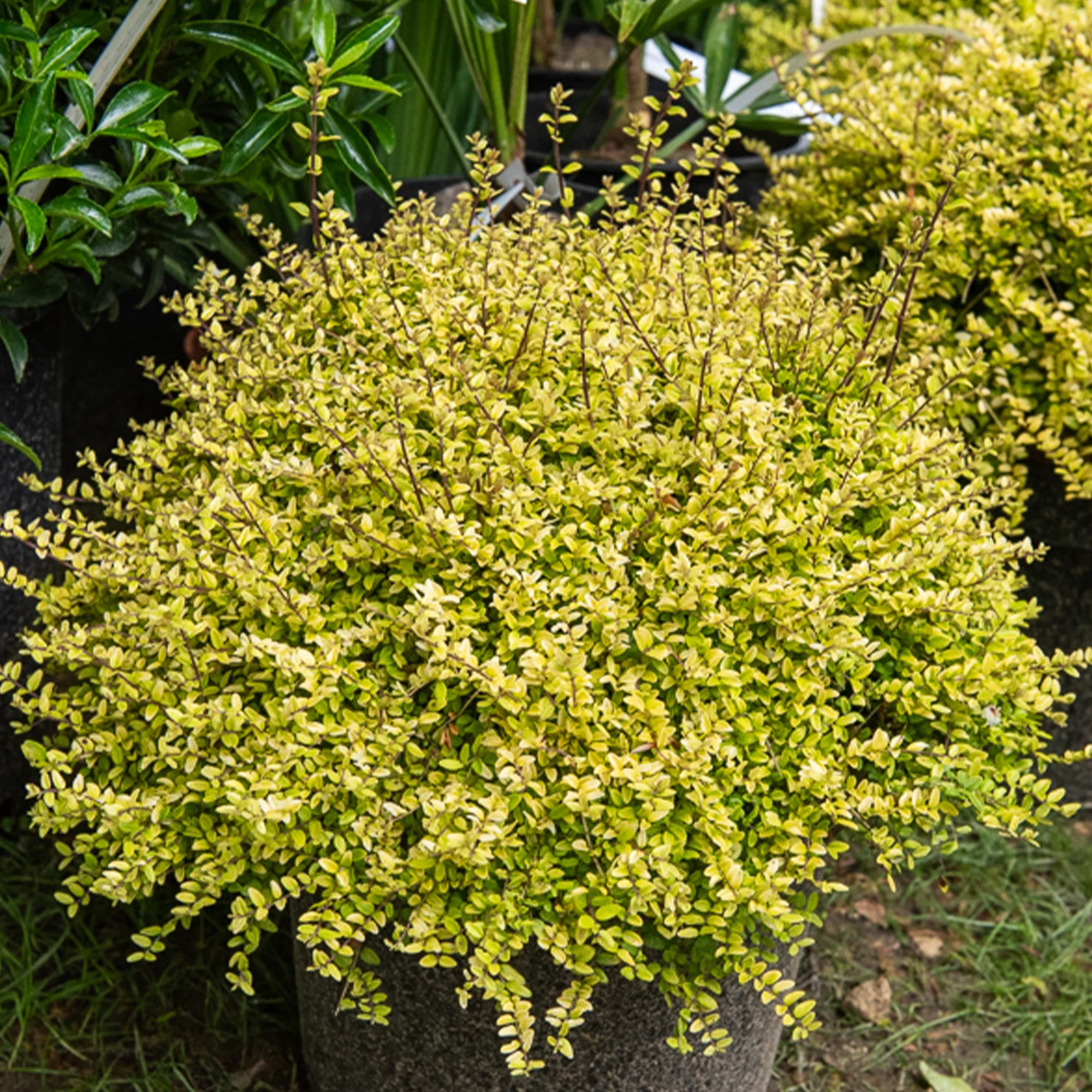 Chinese Kamperfoelie 'Baggesen's Gold' - Image 3