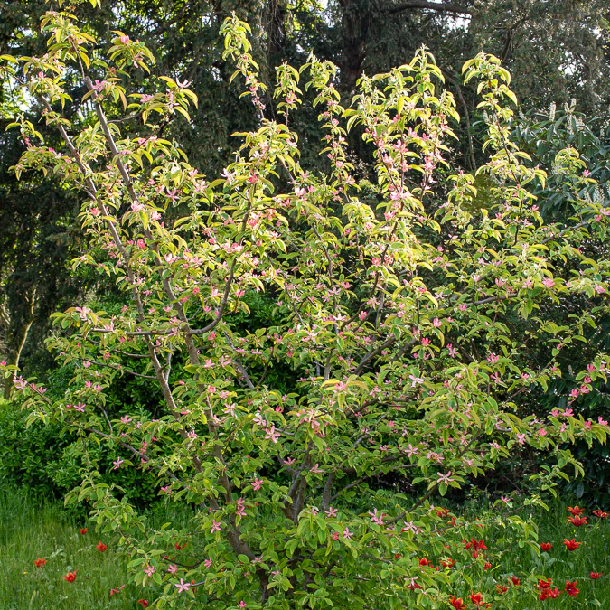 Chinese kwee - Image 2