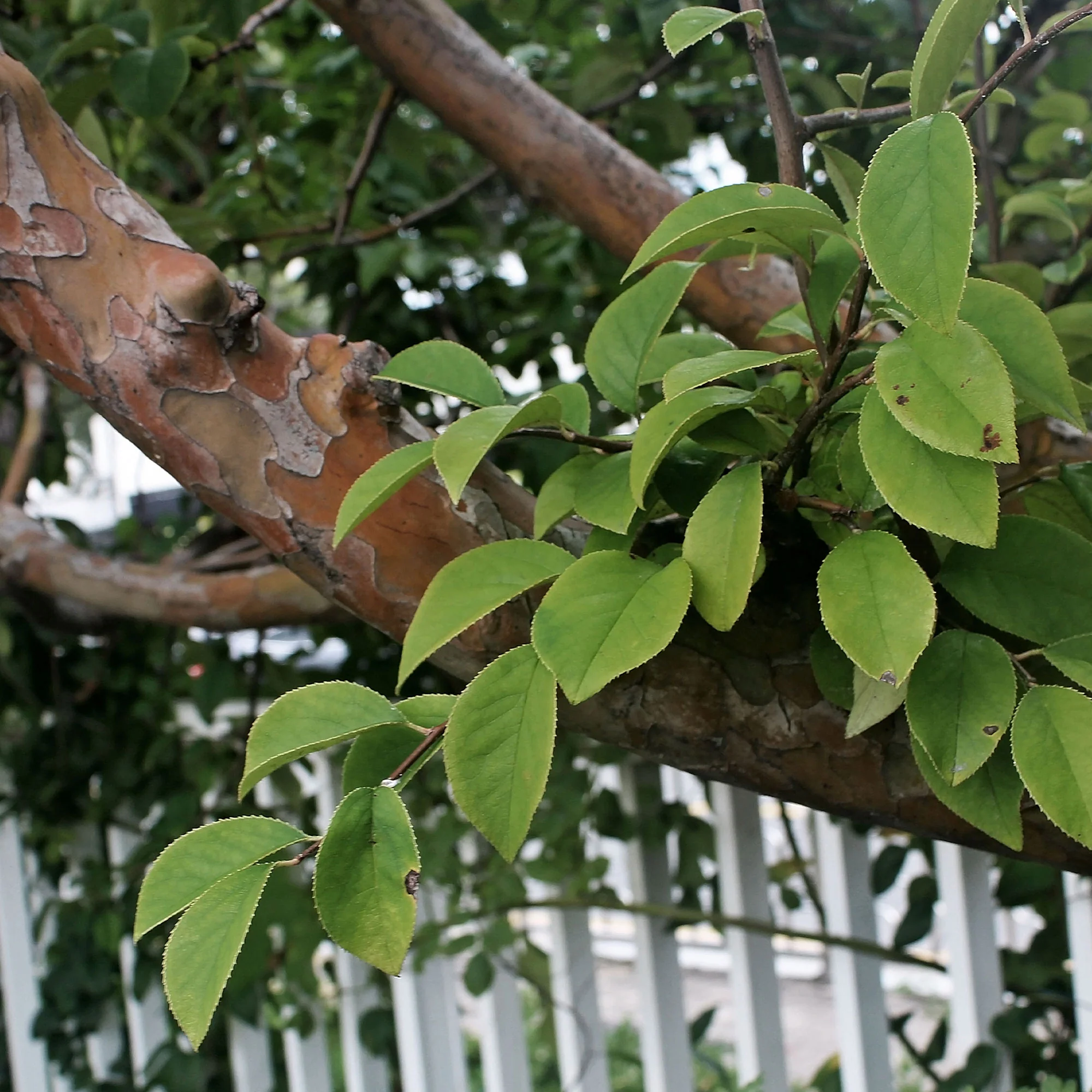 Chinese kwee - Image 6