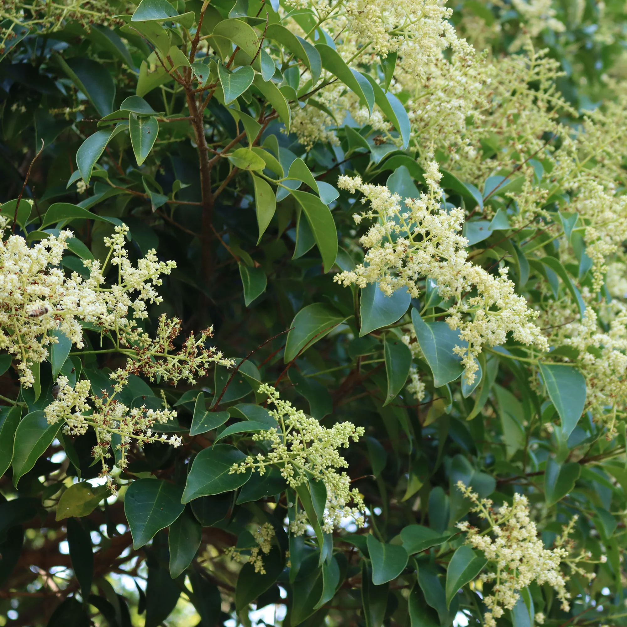Chinese Liguster - Image 5