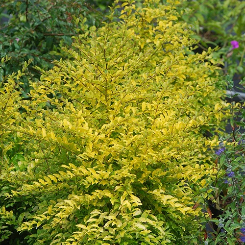 Chinese liguster 'Sunshine'