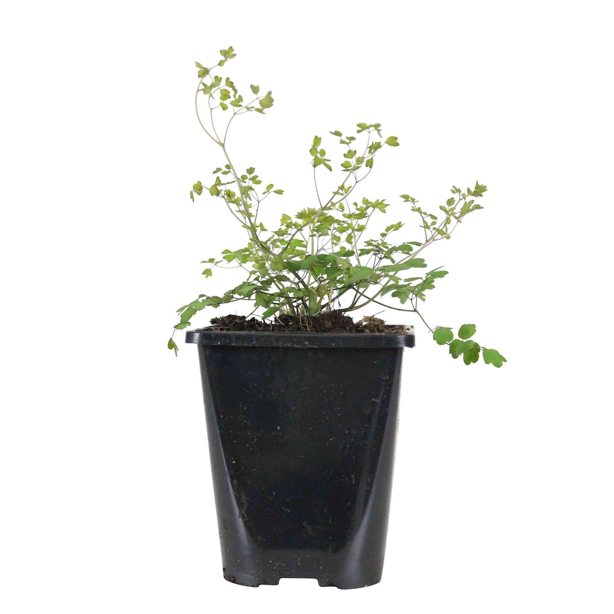 Chinese ruit - Image 4