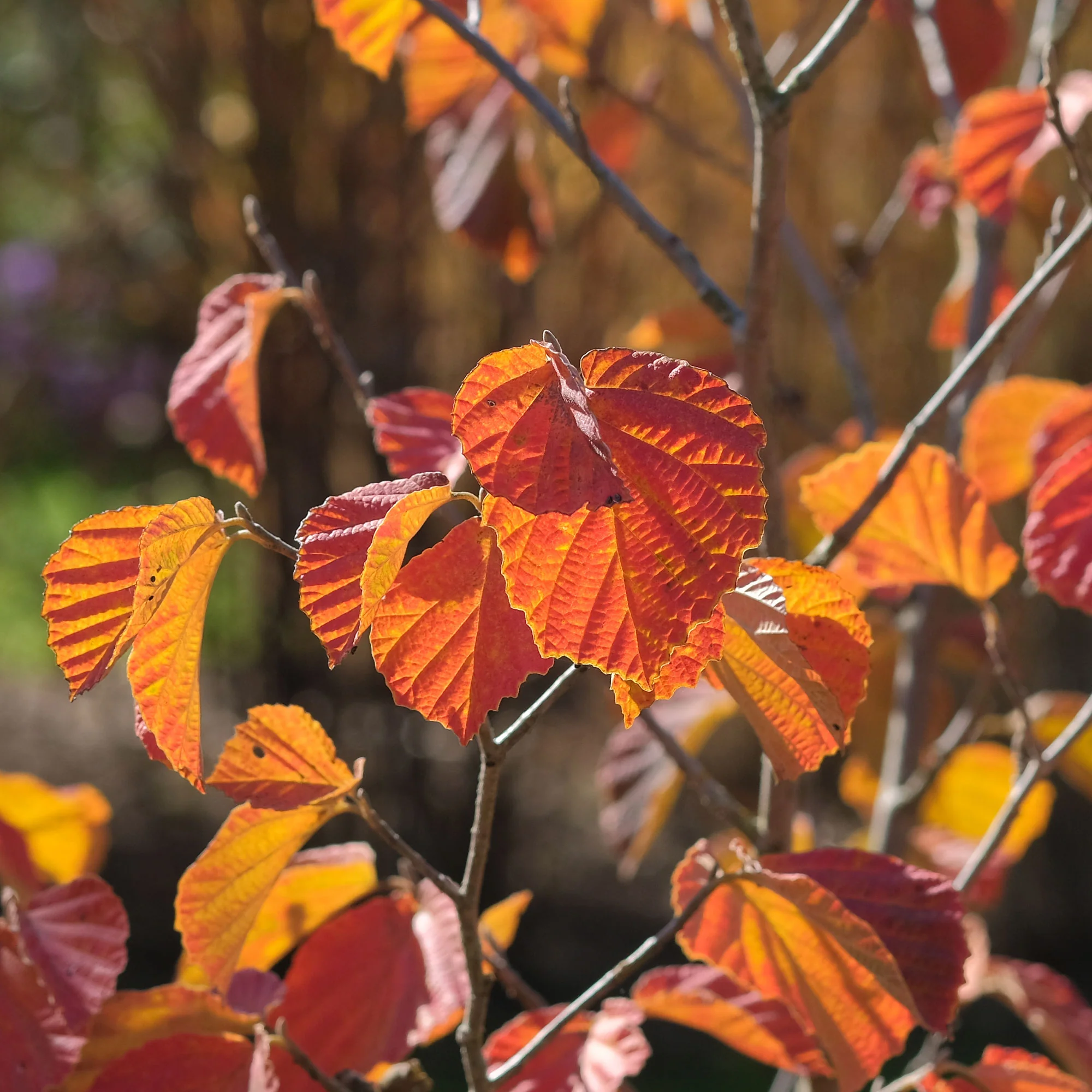 Orange Beauty' Chinese toverhazelaar - Image 3