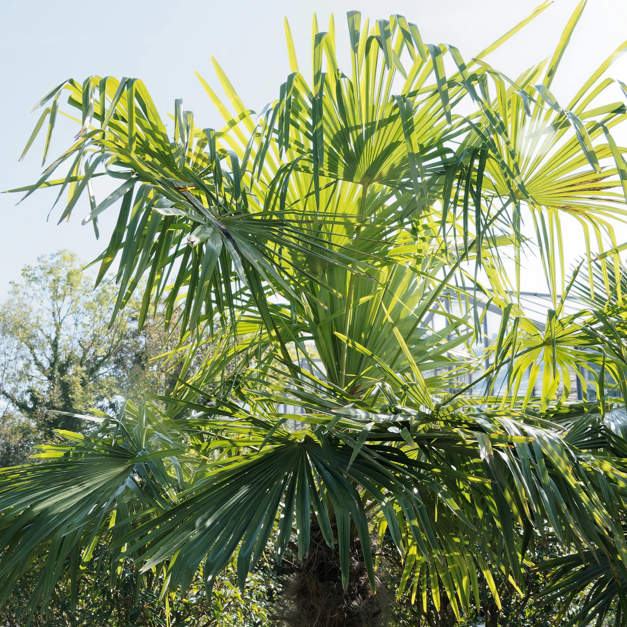 Chinese waaierpalm - Image 3