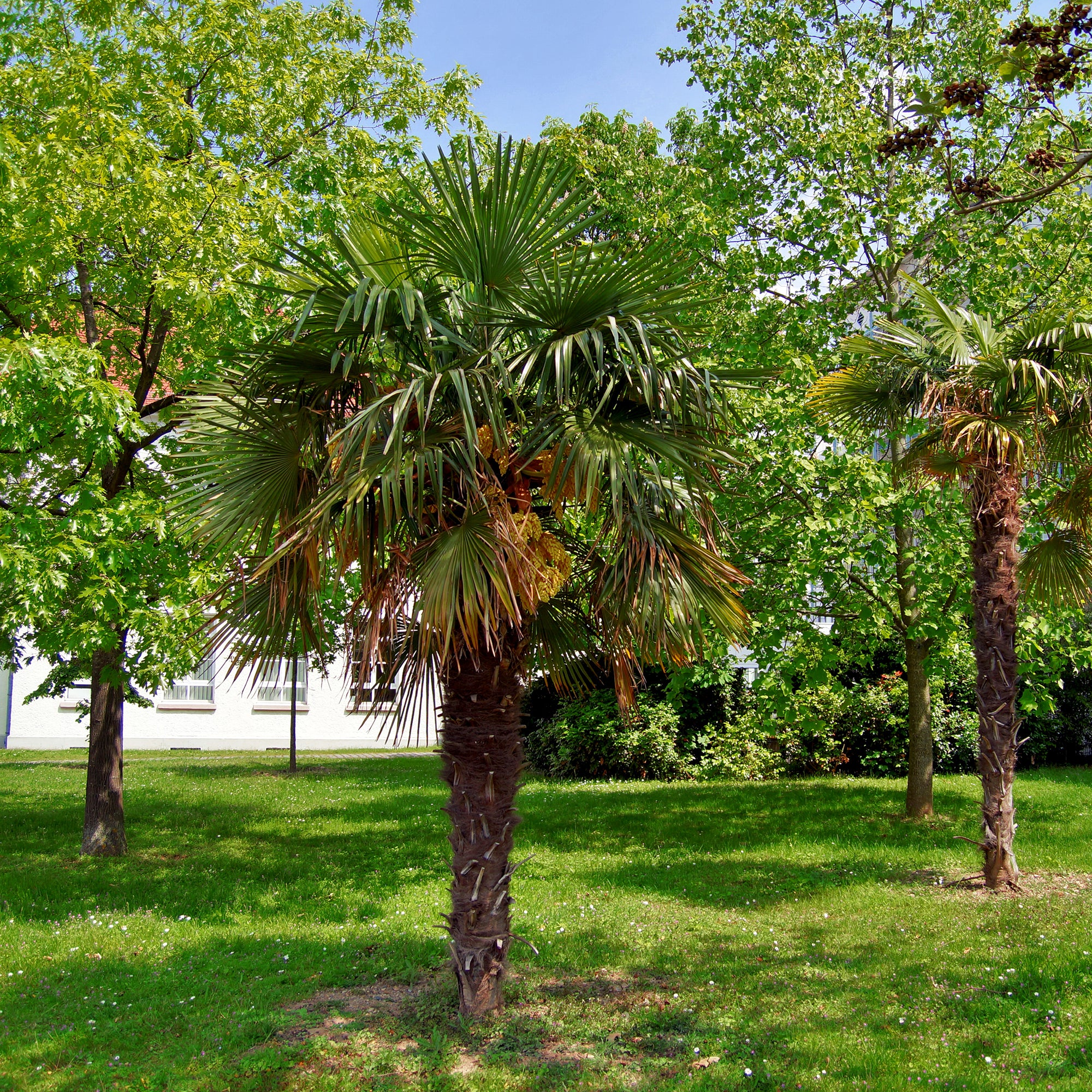 Chinese waaierpalm - Image 4