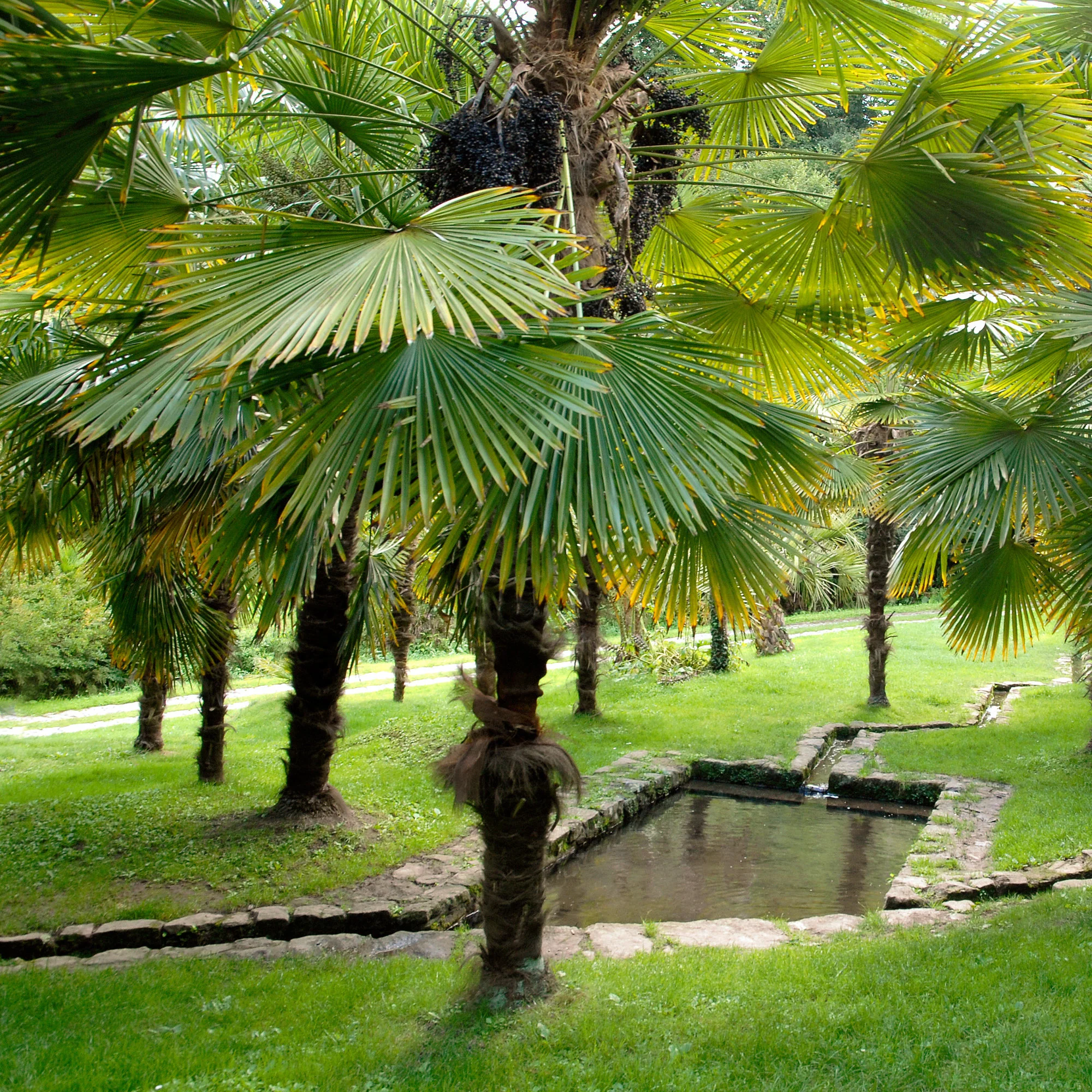 Chinese waaierpalm - Image 5